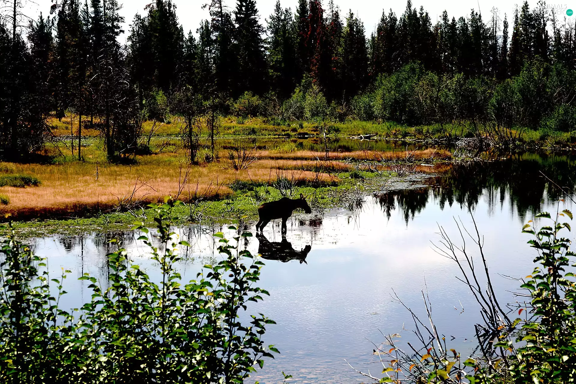 moose, forest, River