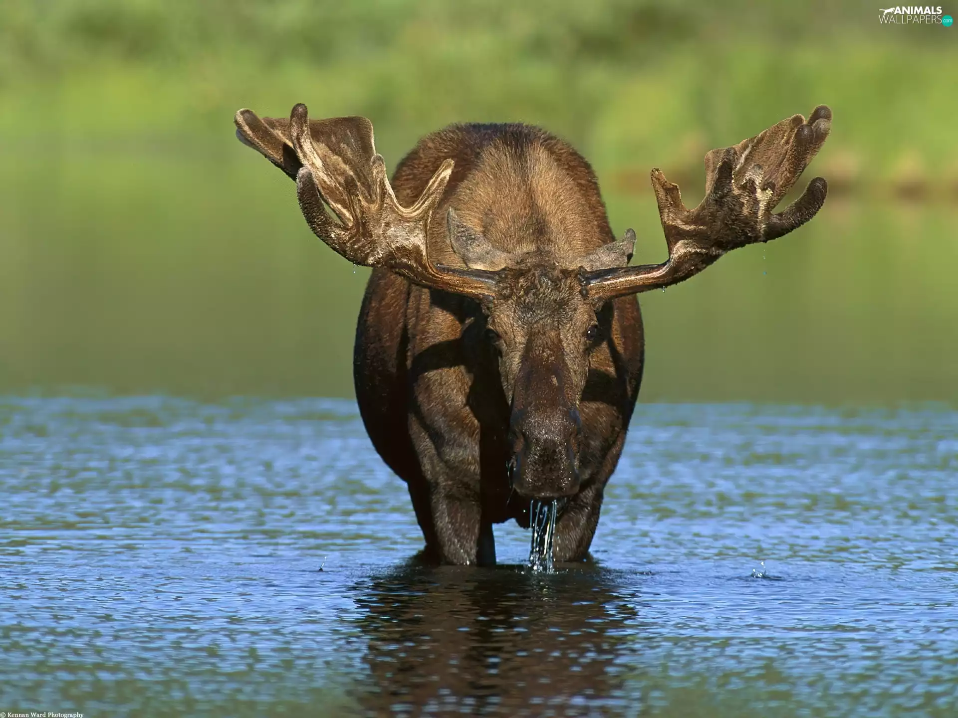 moose, River