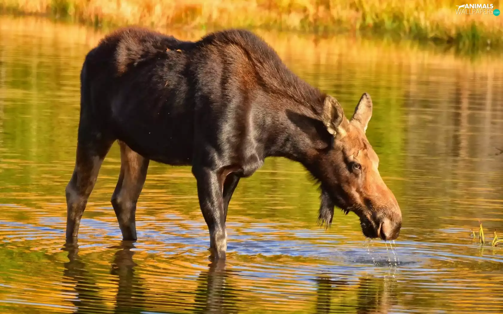 moose, water