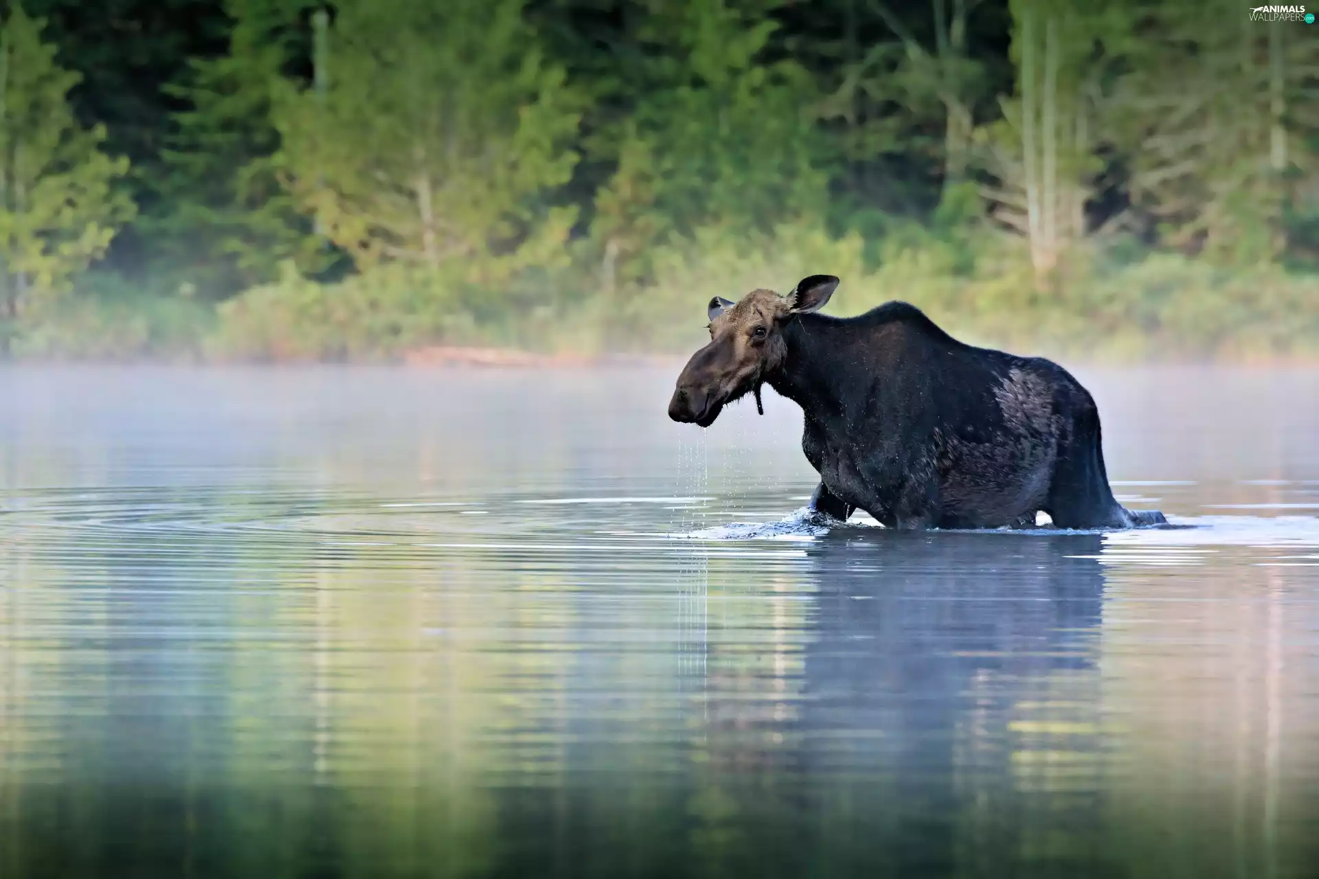 moose