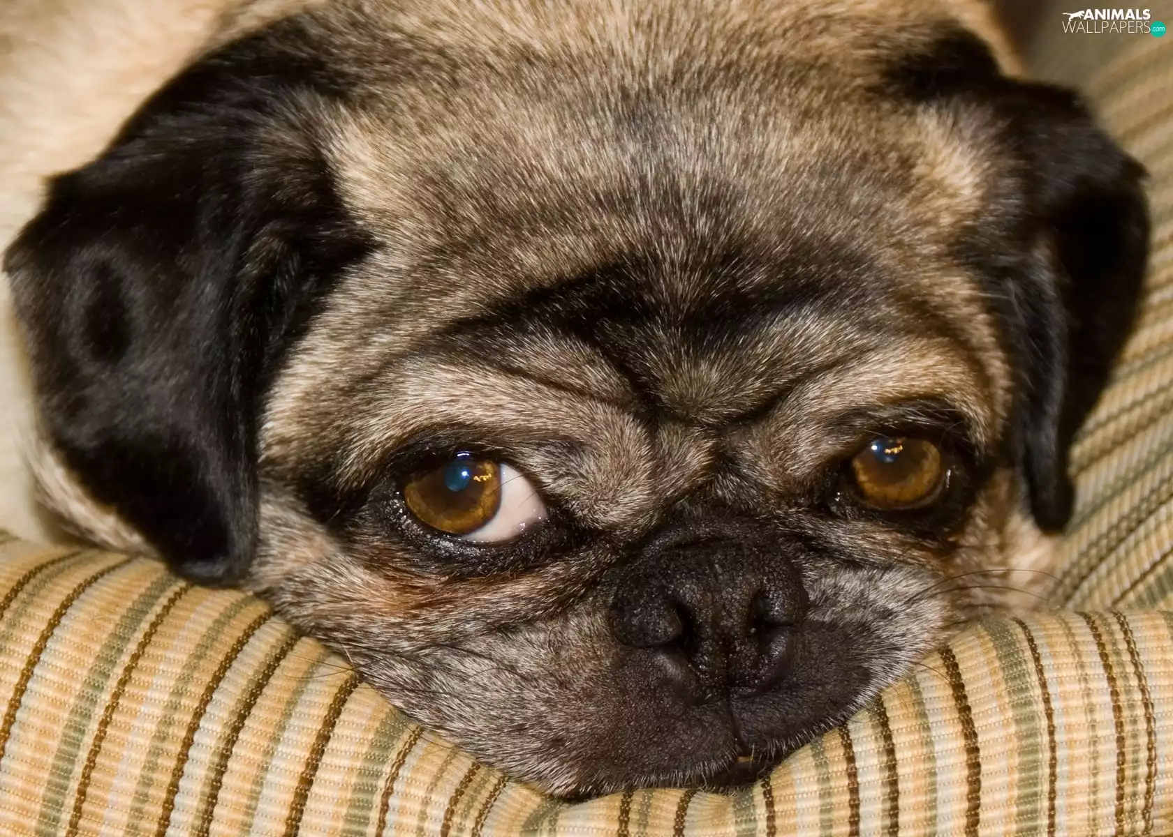 Mopsika, bored, mouth