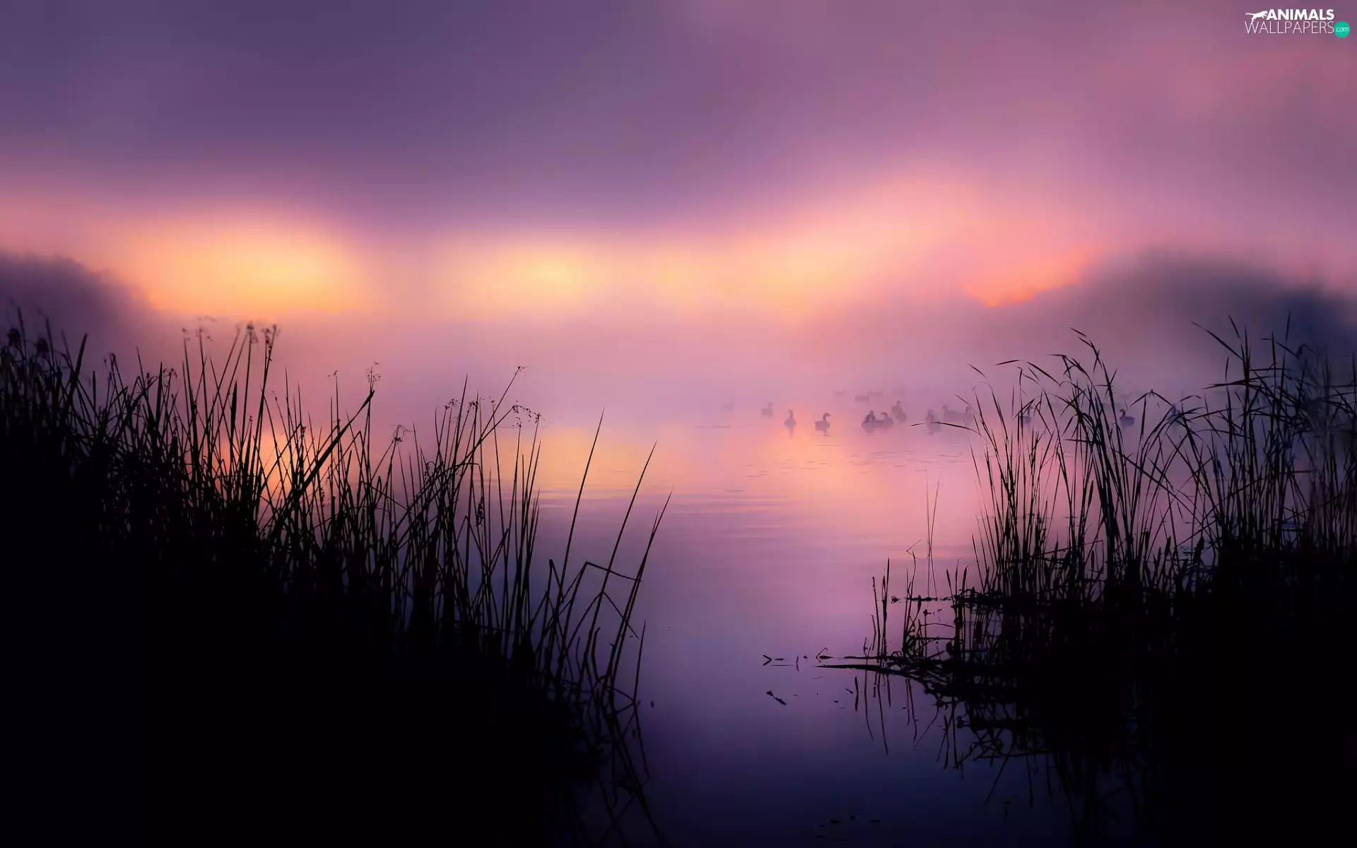 Fog, morning, ducks, grass, lake