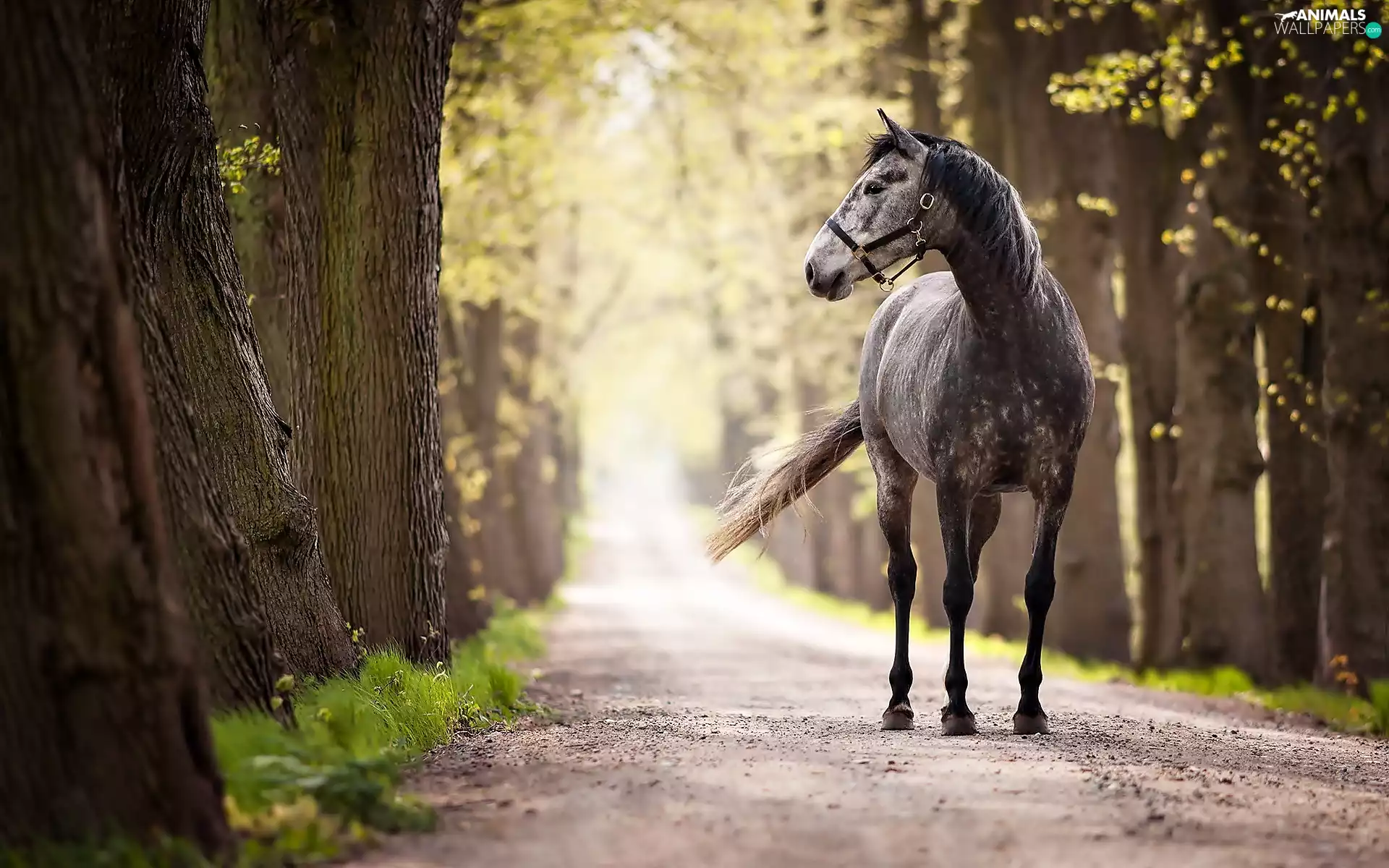 viewes, morning, Way, trees, Horse