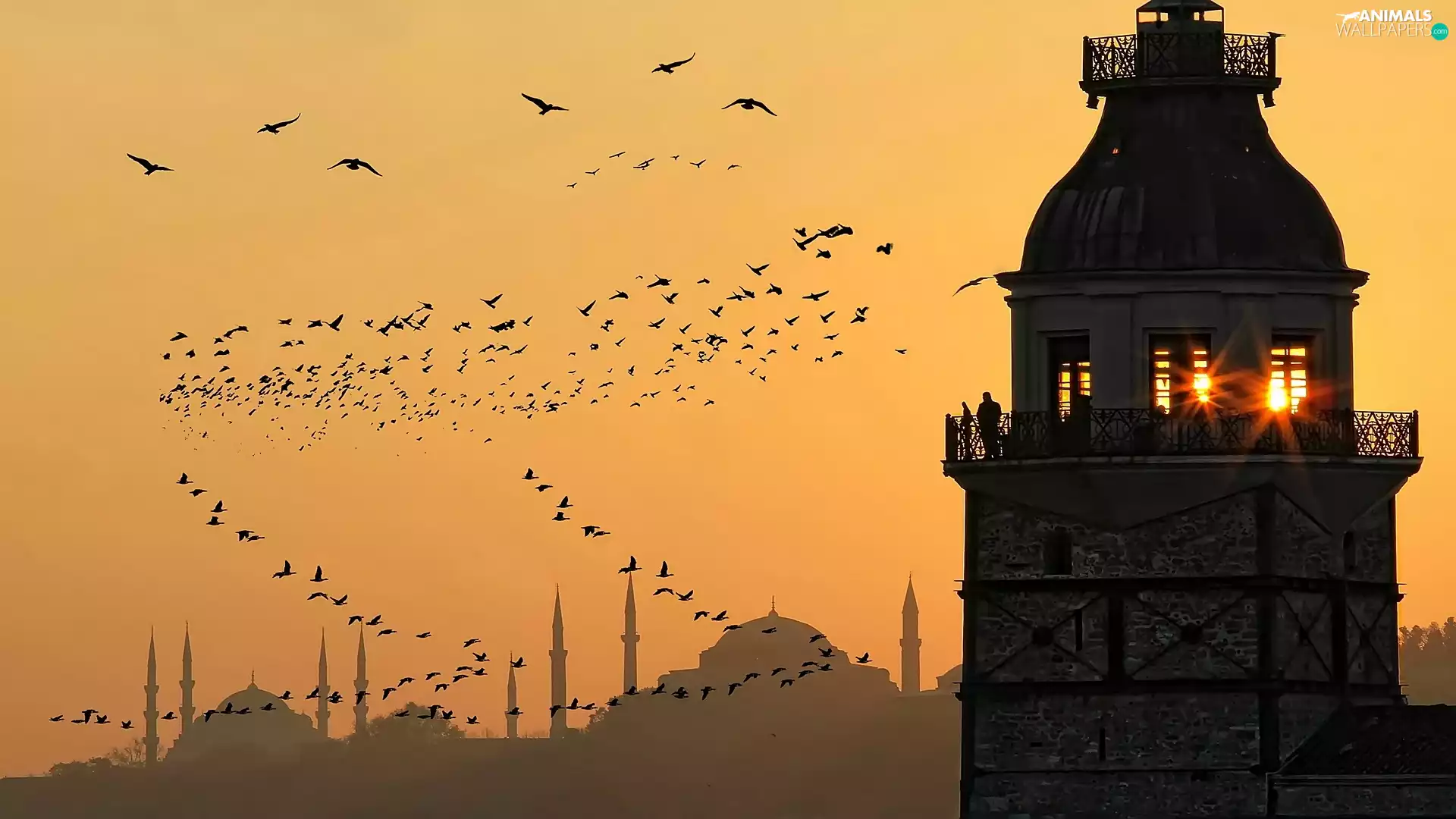 mosque, birds