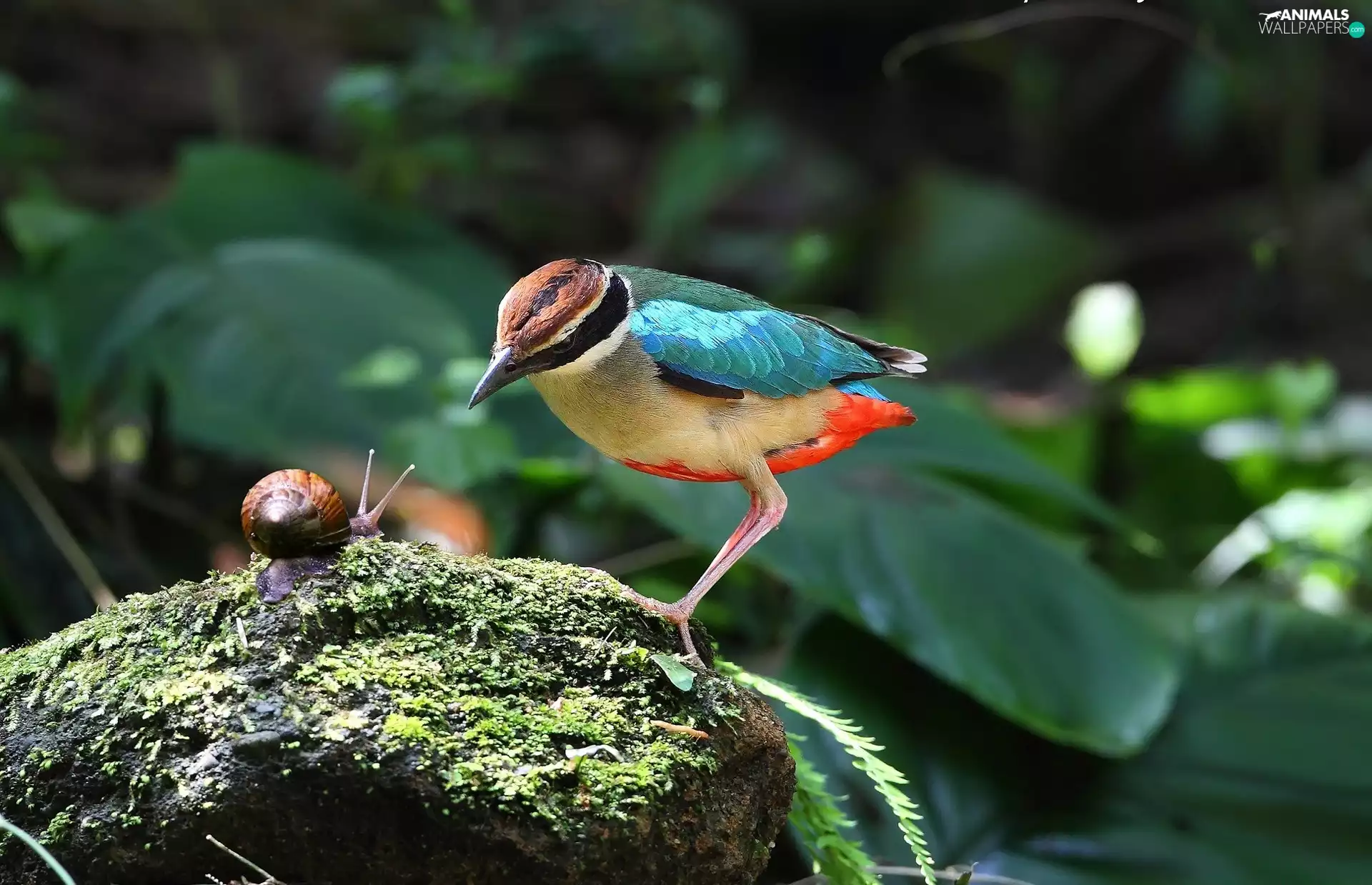 Stone, Moss, Bird, snail, color