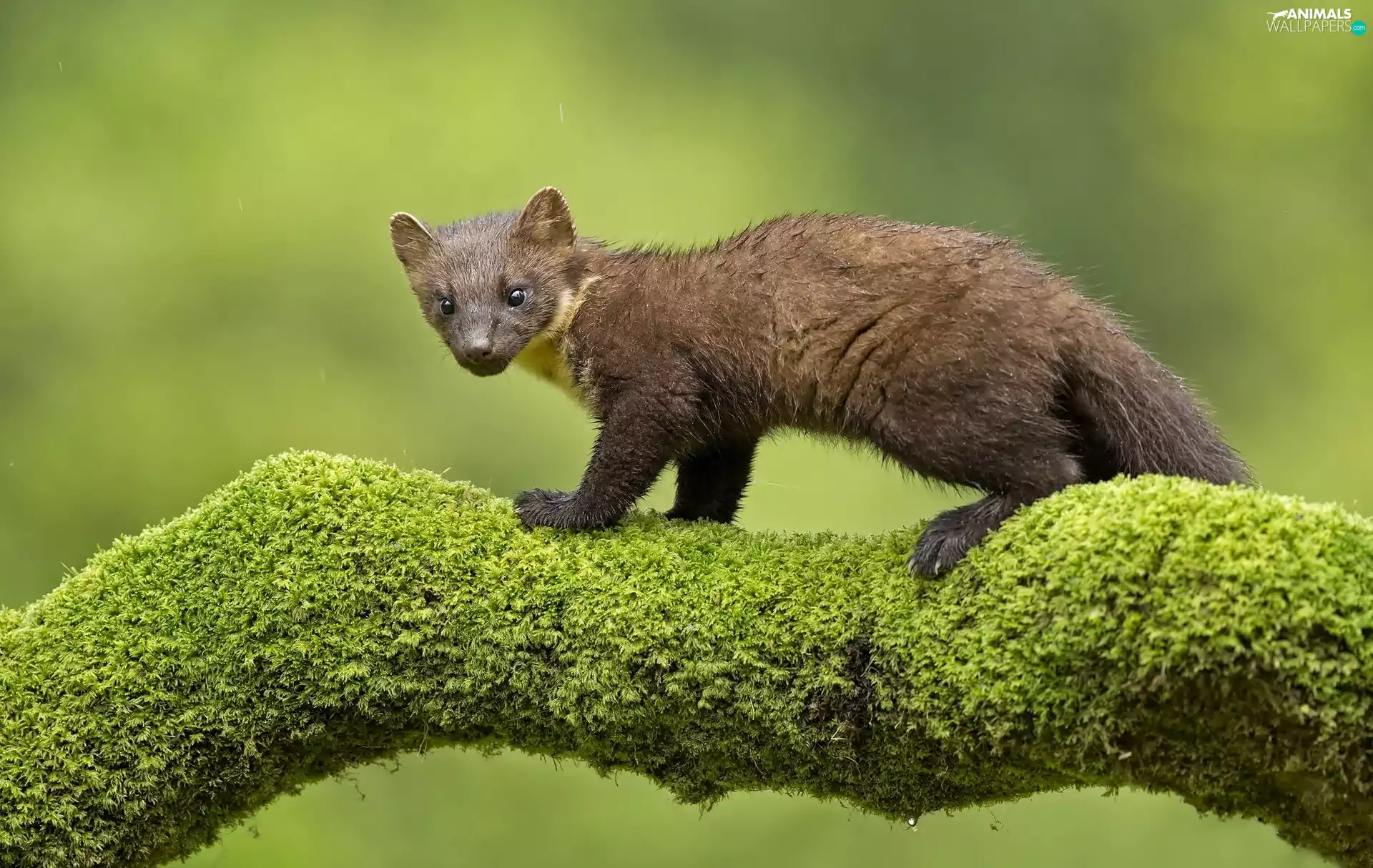 Moss, marten, branch