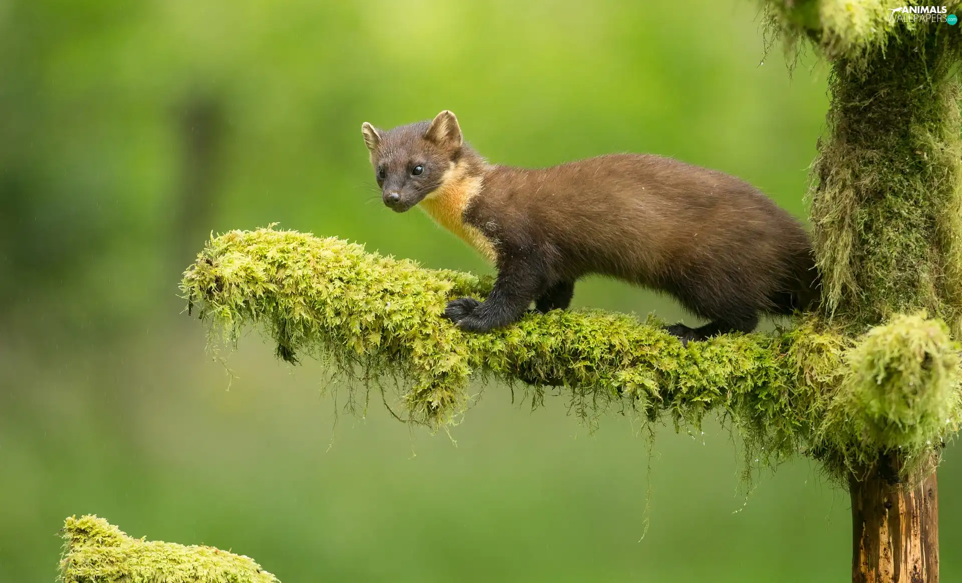 Moss, marten, branch