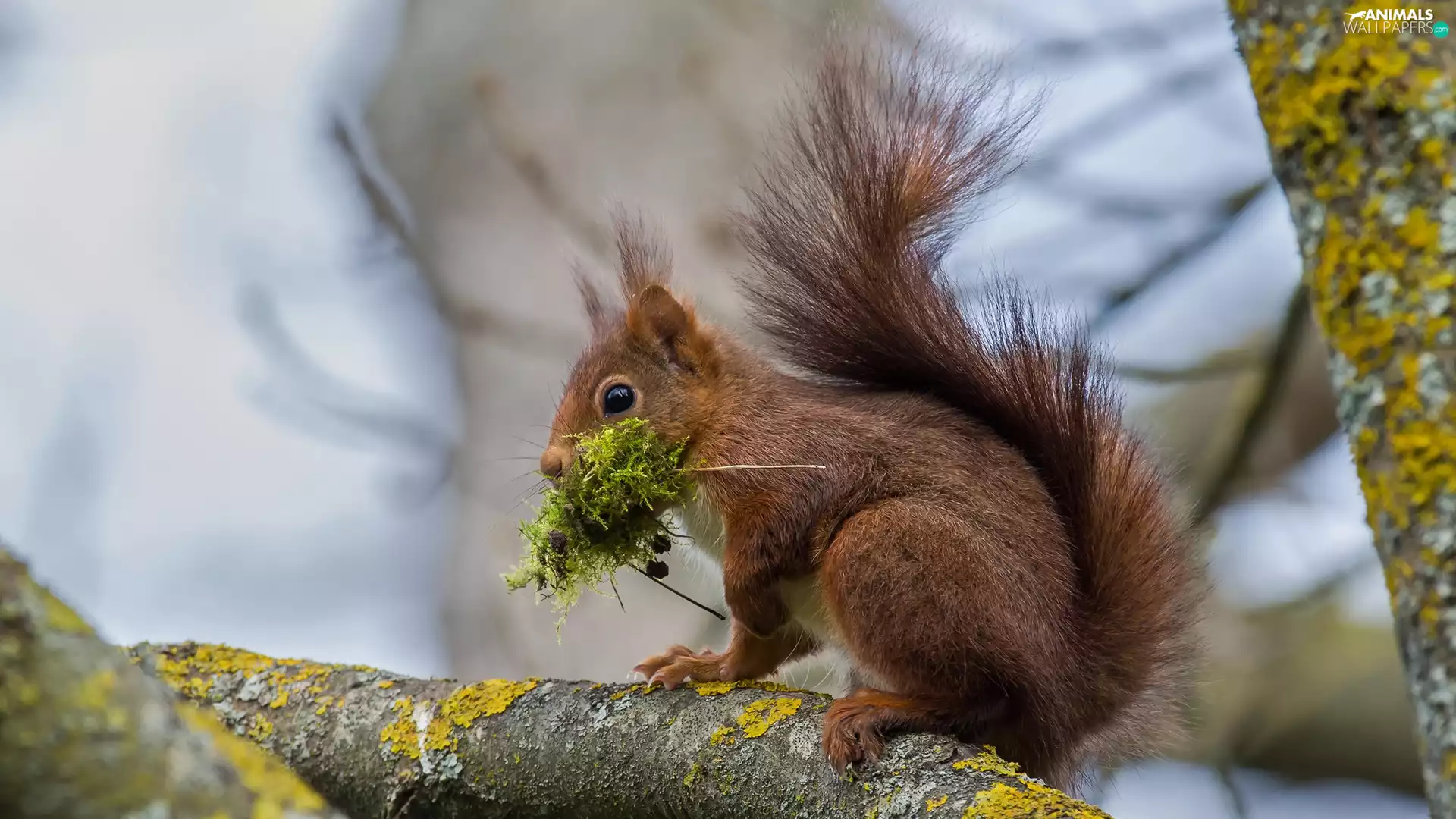 Moss, squirrel, branches