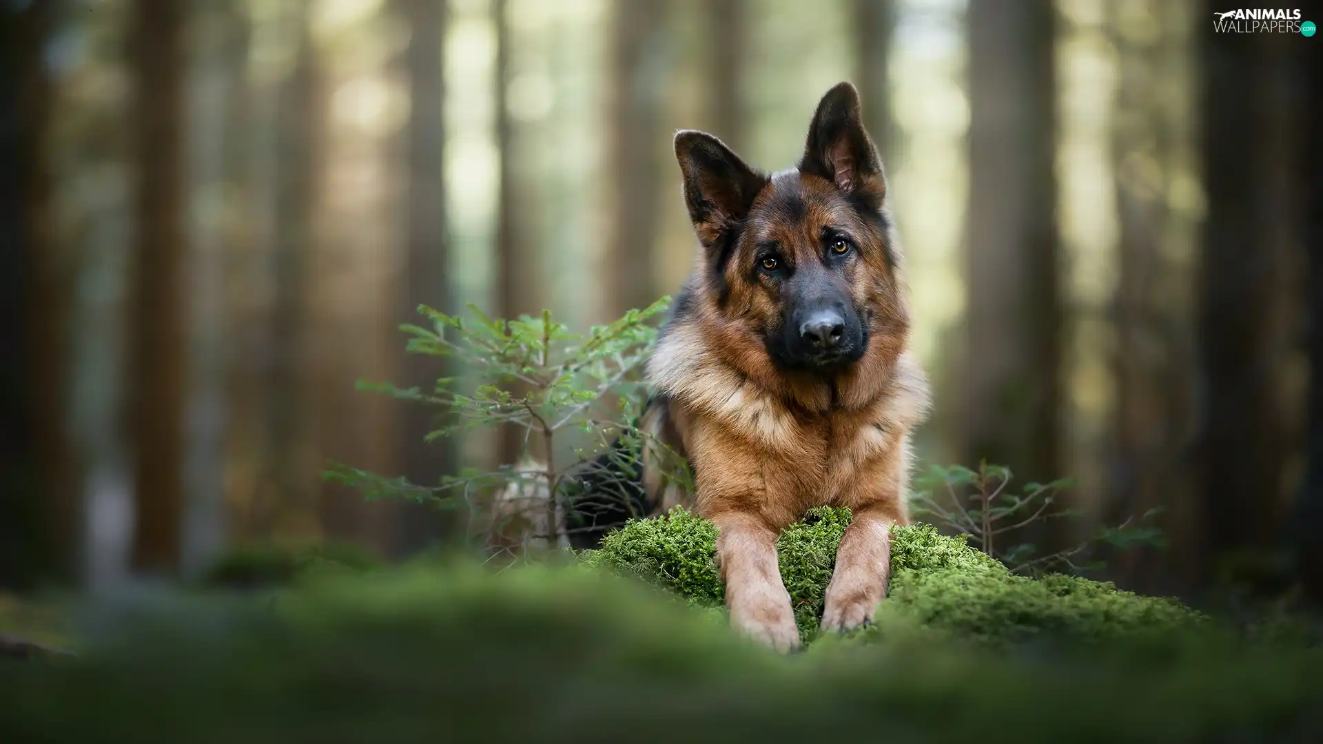 young, dog, cluster, moss, sapling, German Shepherd