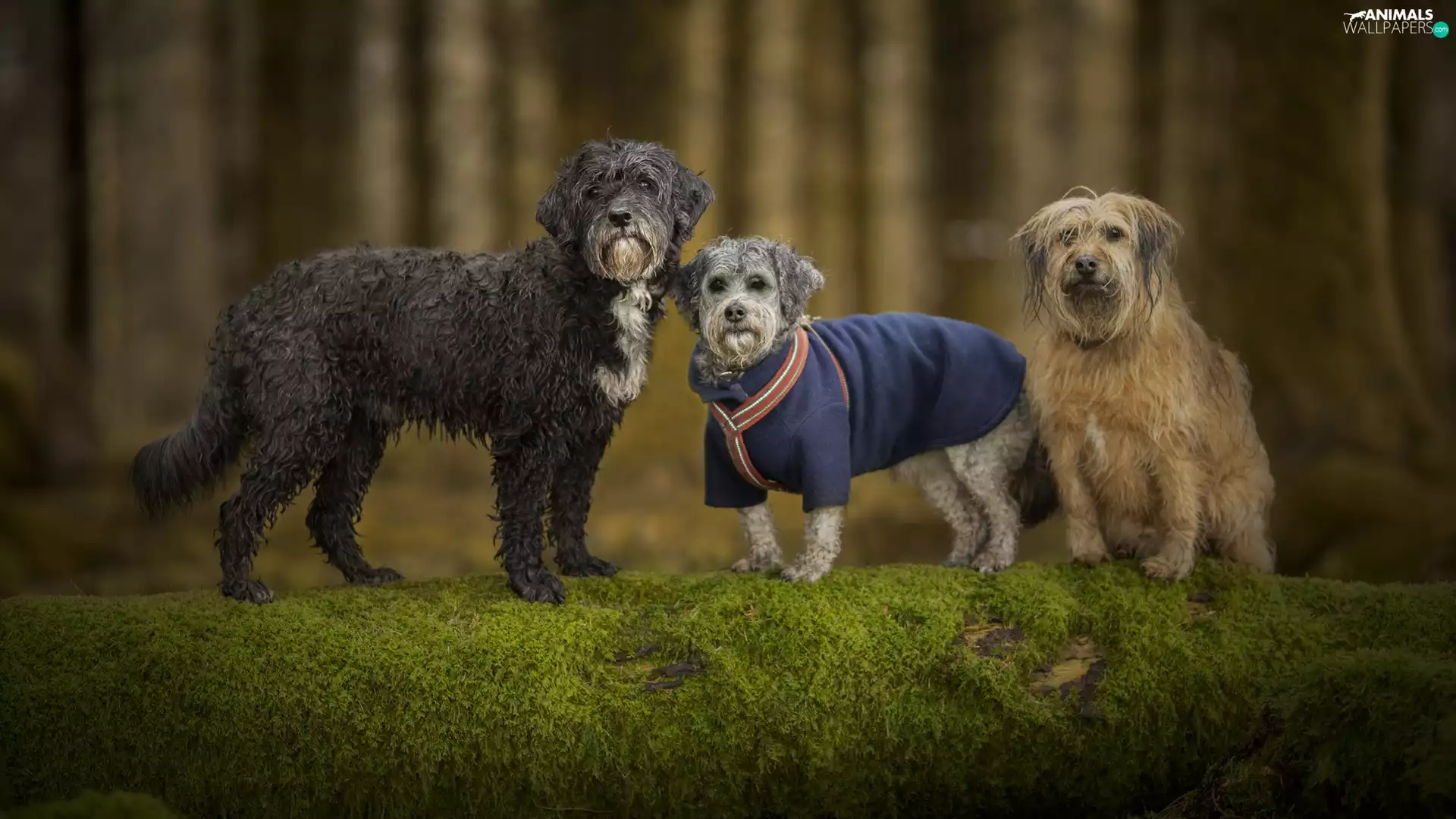 trees, Moss, Dogs, kundalini, Three