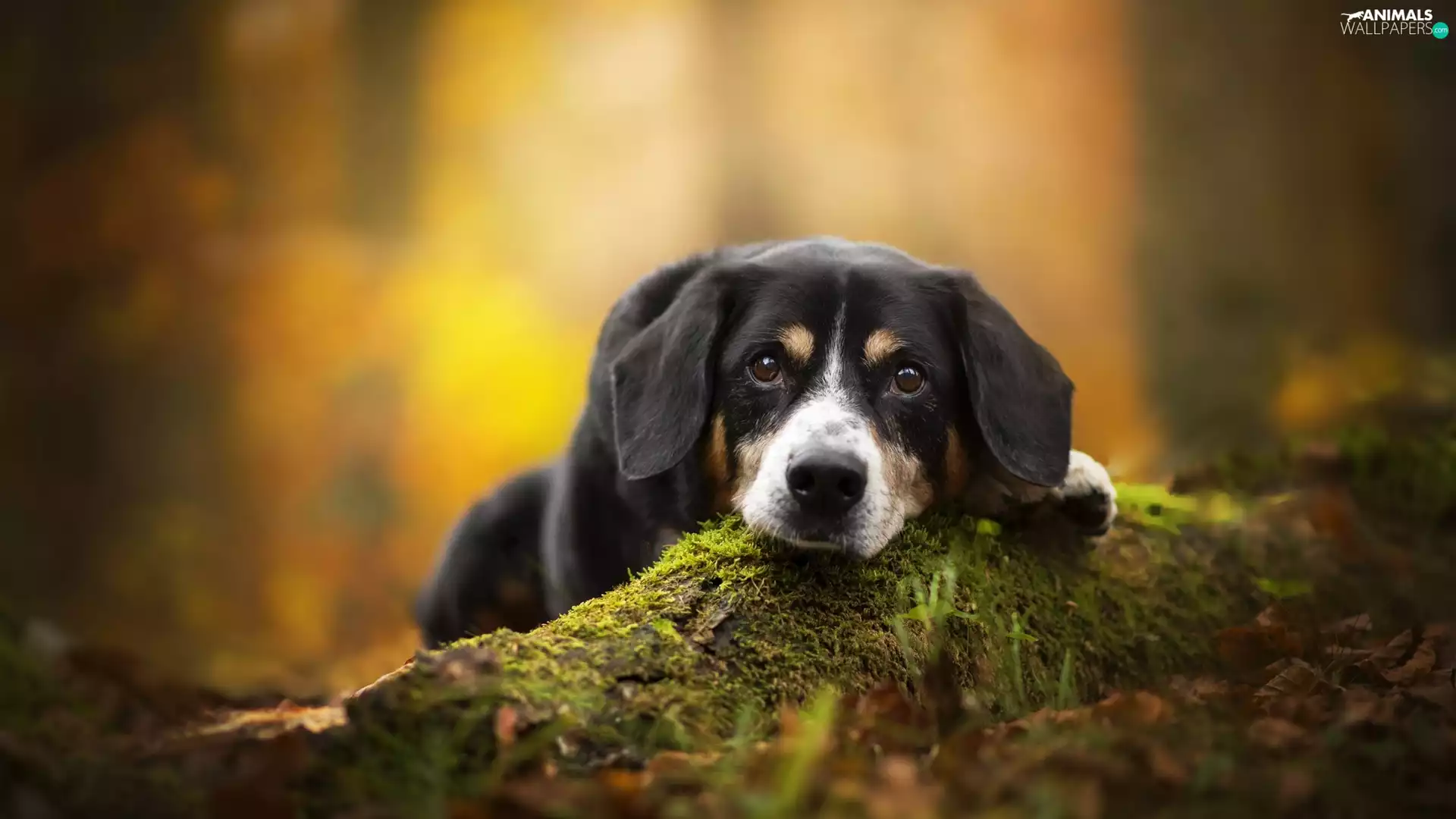 litter, Moss, Entlebucher, muzzle, dog