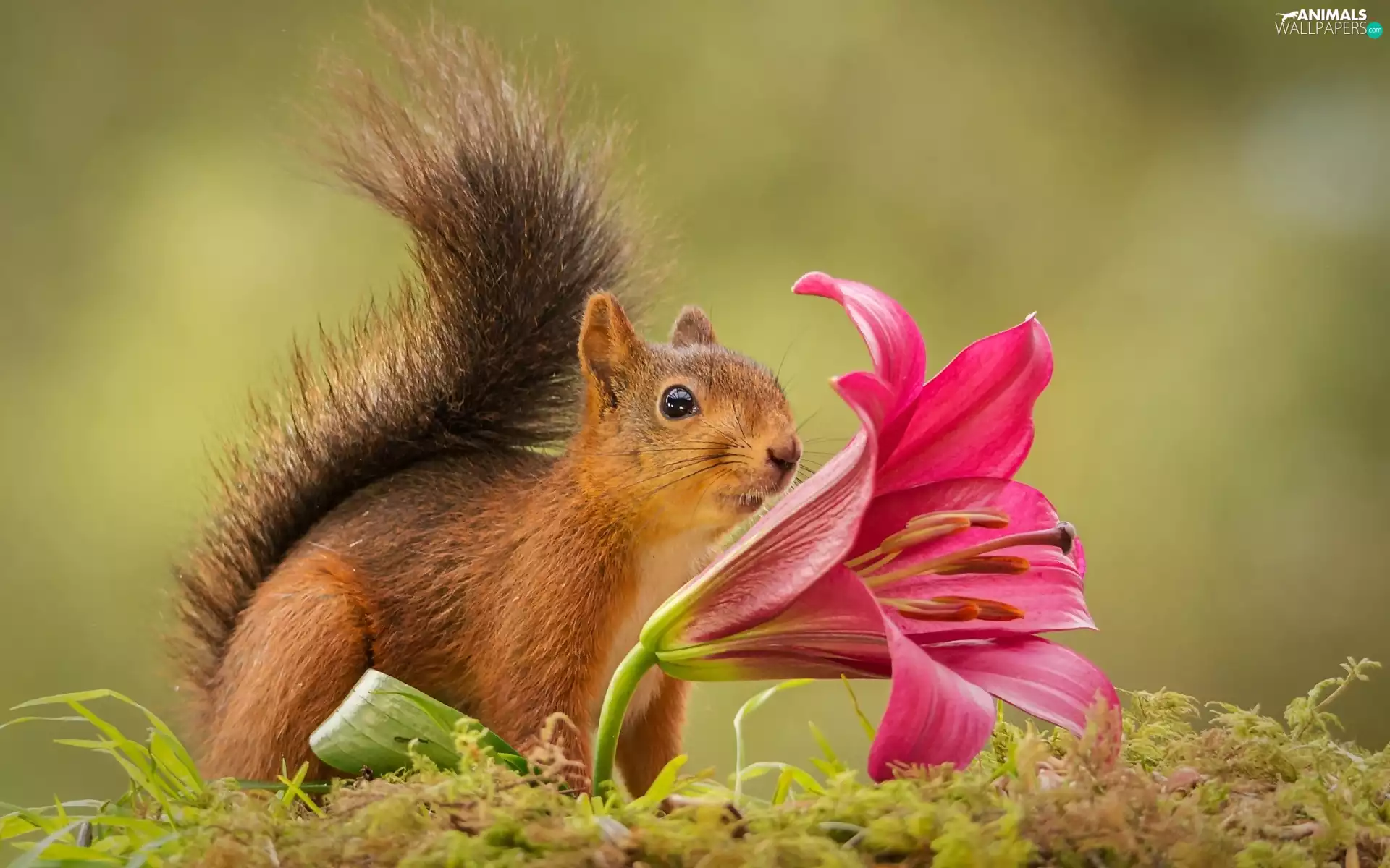 Moss, squirrel, Lily