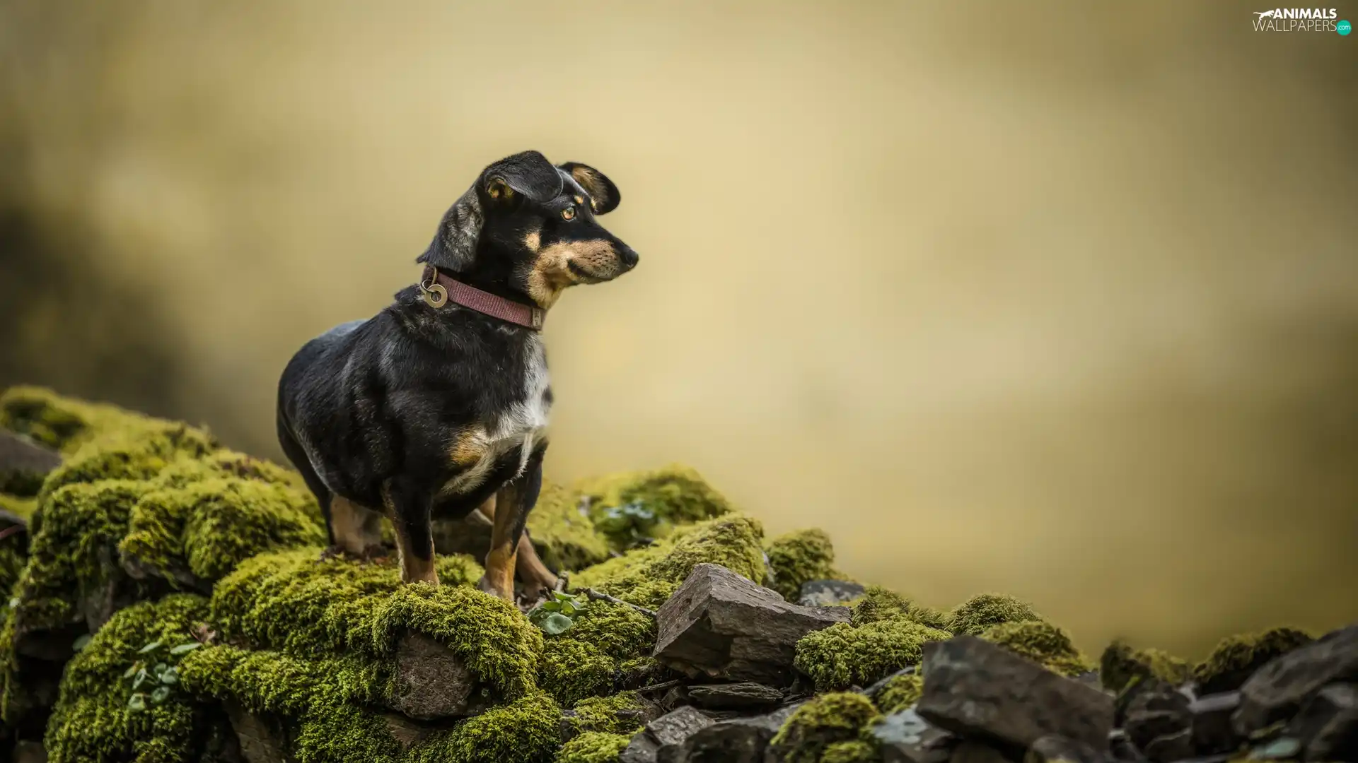 Stones, Moss, mongrel, mossy, dog