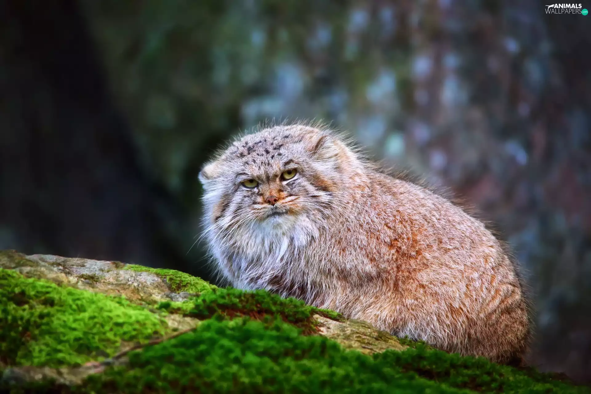 Moss, Manul, Rocks