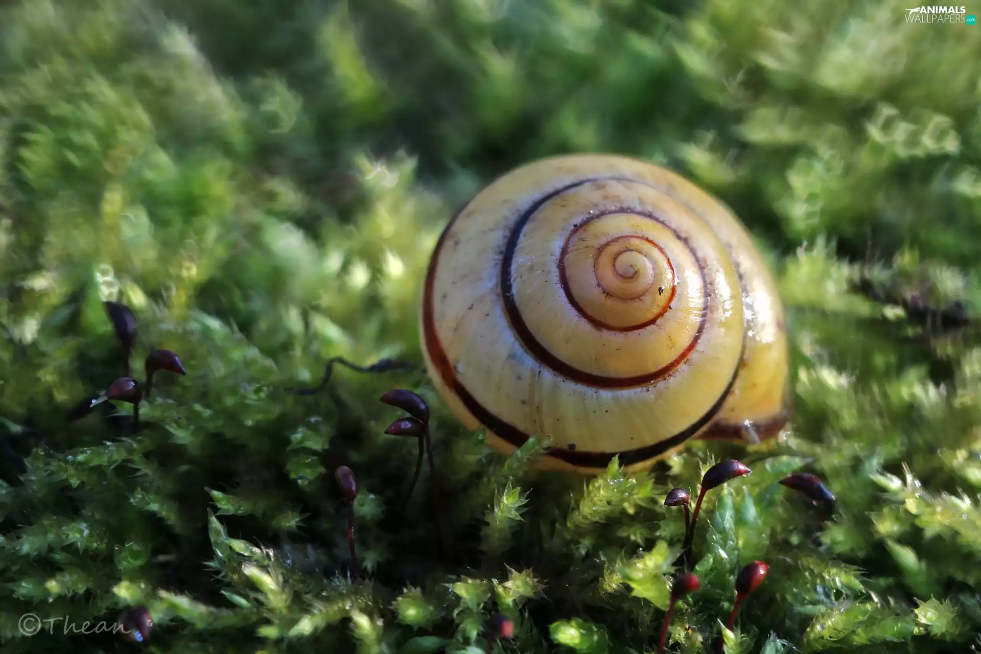 Moss, shell, snail