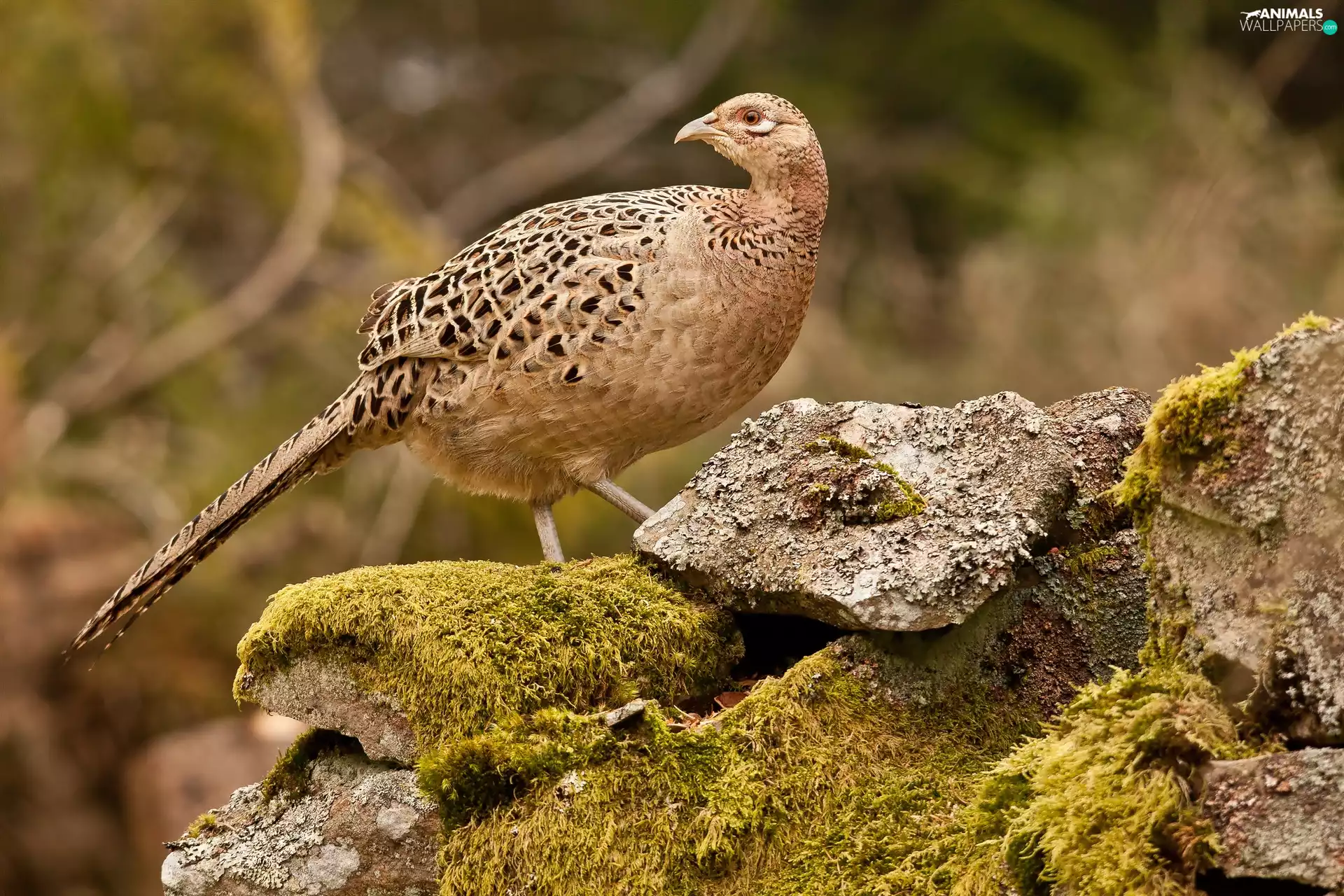 Moss, pheasant, Stones