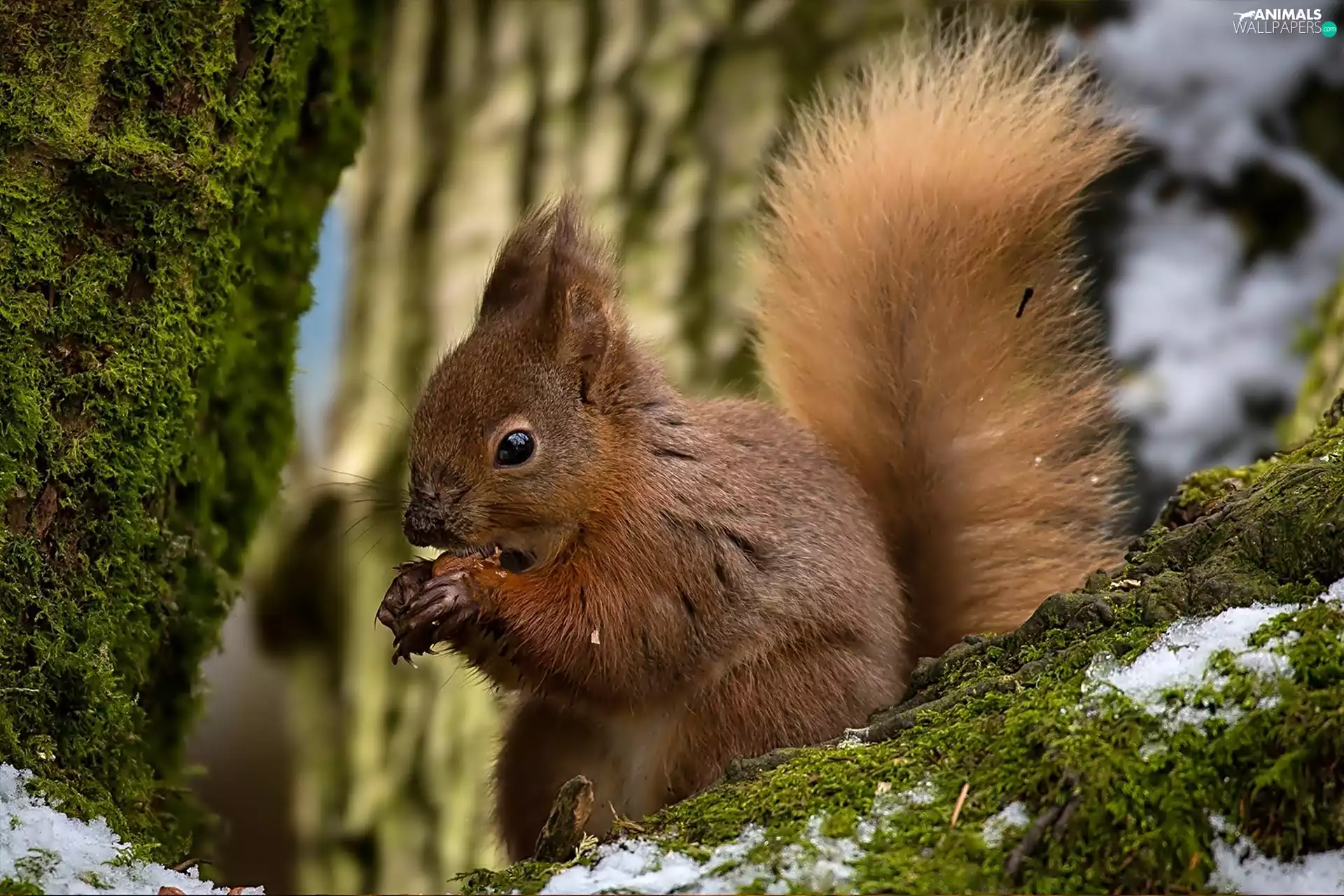 squirrel, branches, trees, mossy
