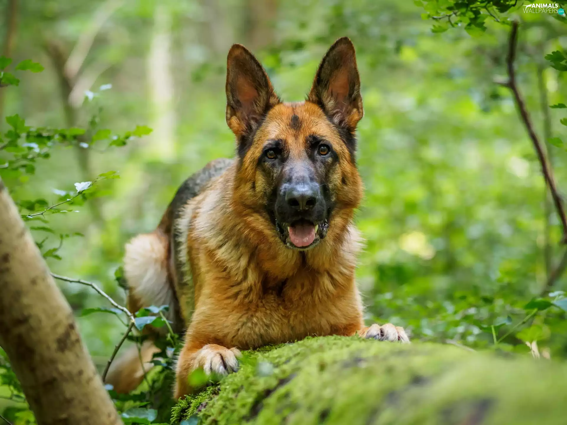 trees, German Shepherd, mossy