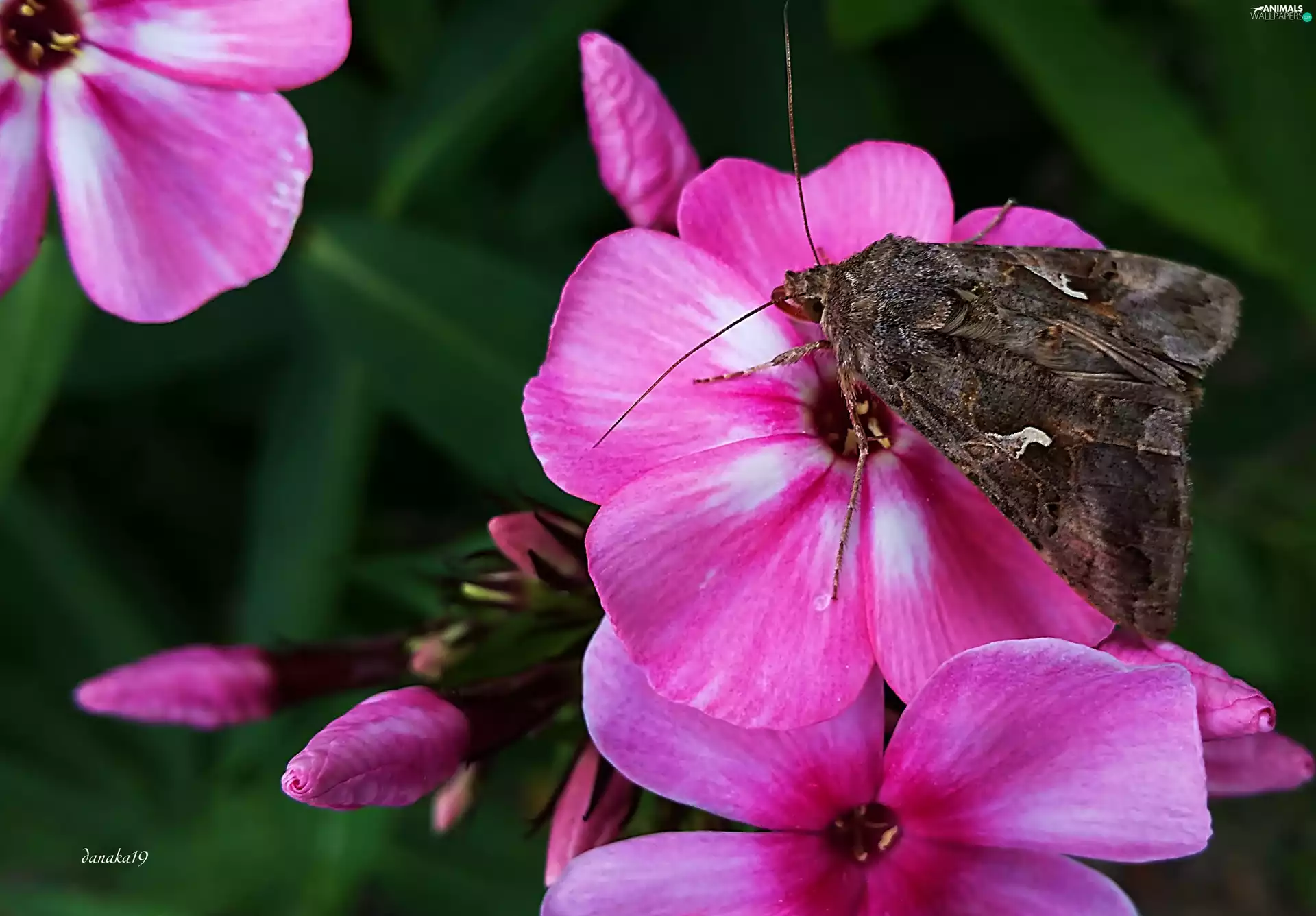 moth, Pink, phlox