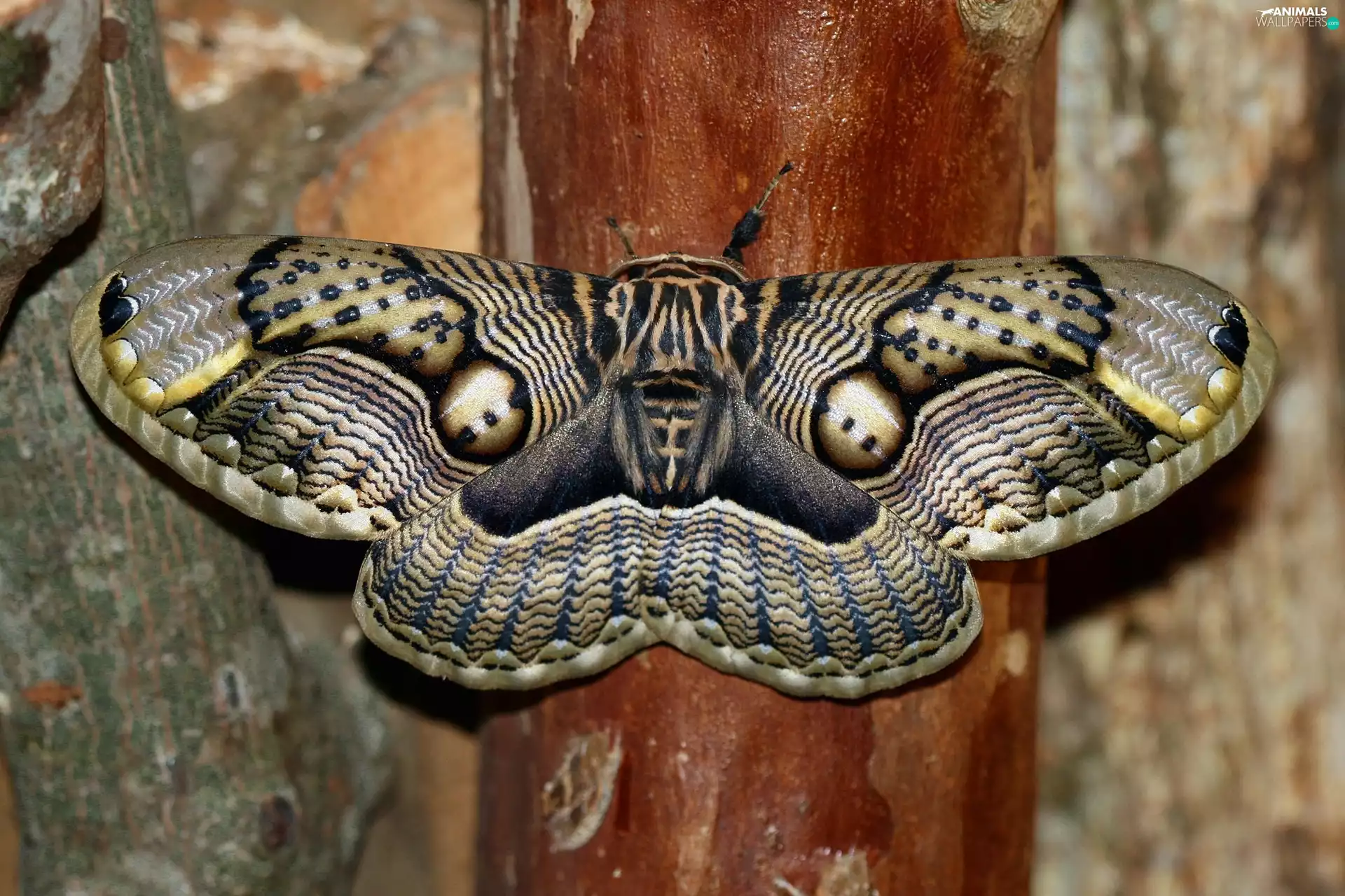 moth, Brahmaea Wallichii