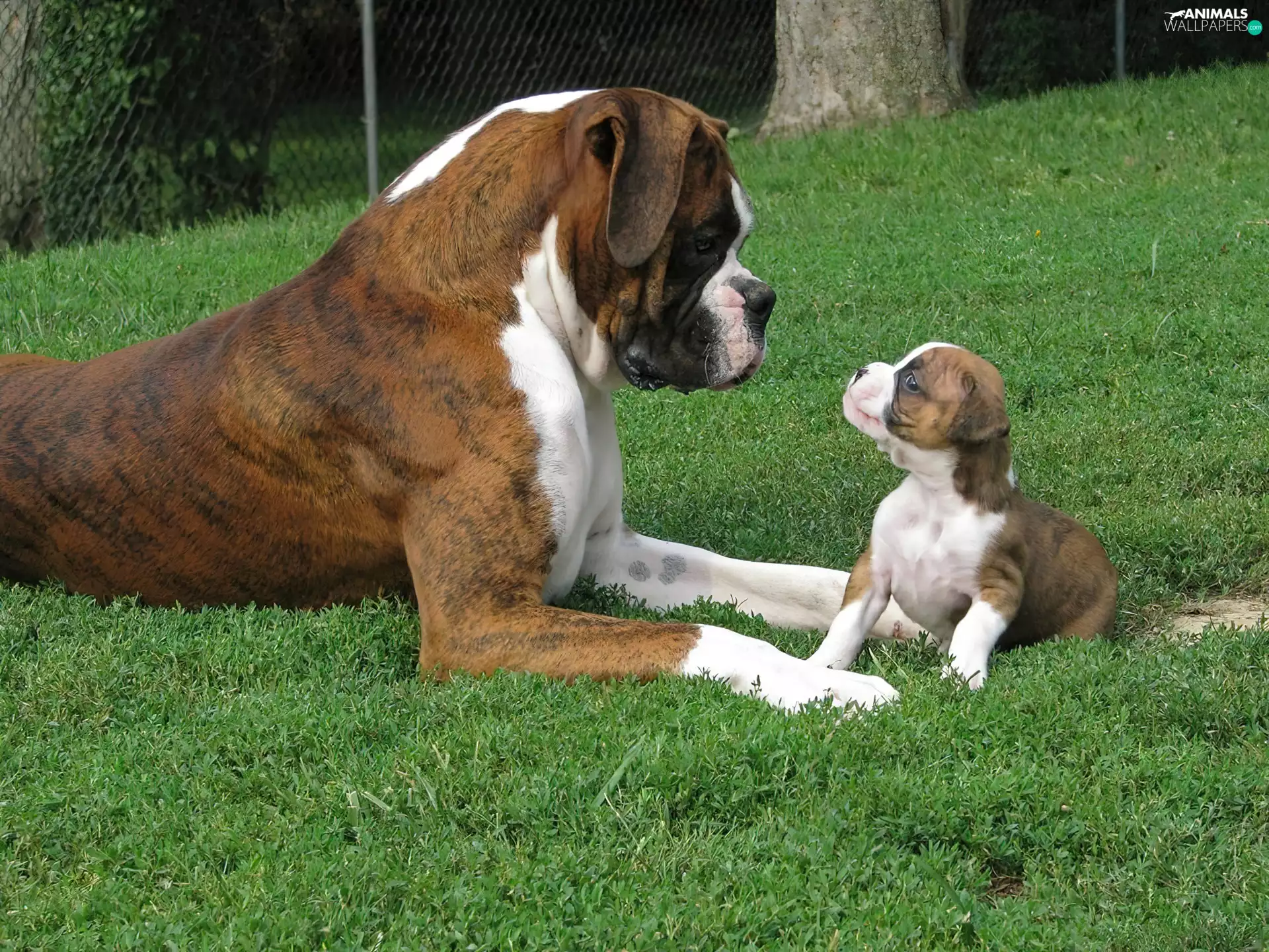 boxer, Puppy, grass, mother