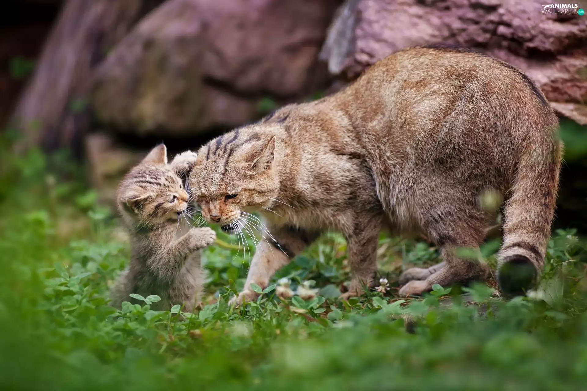 young, grass, cats, mother, Two cars