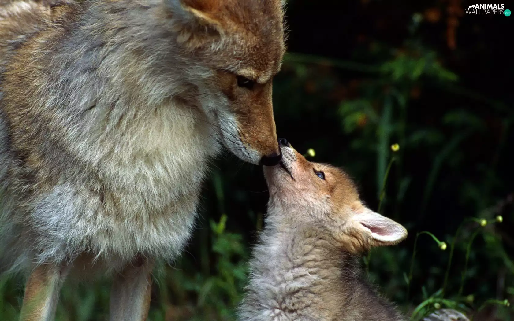 Fox, DBZ, young, mother