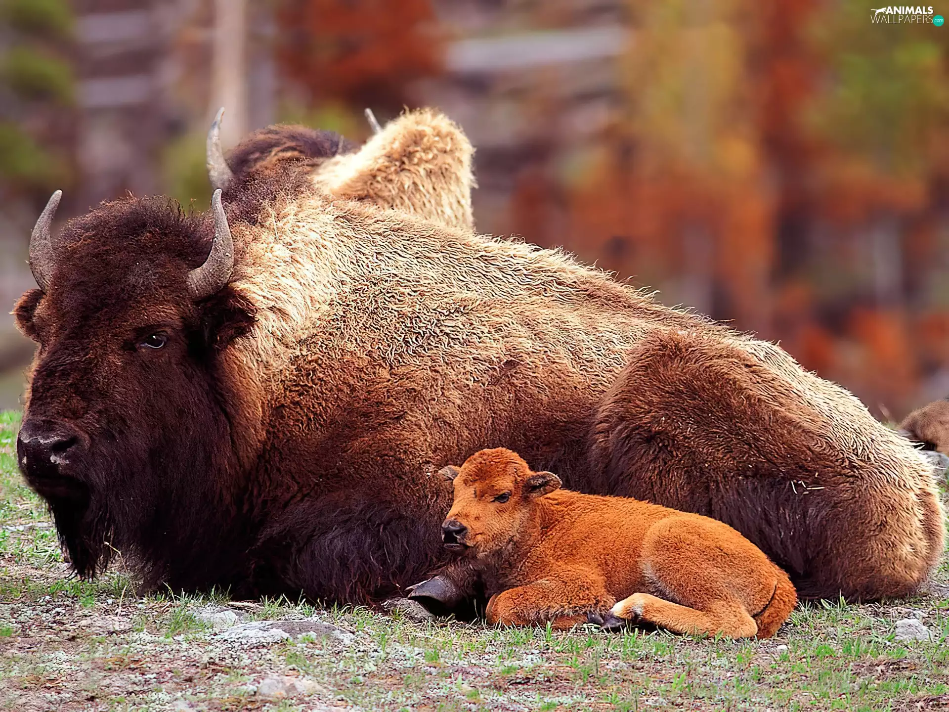 mother, Beer - Żubr