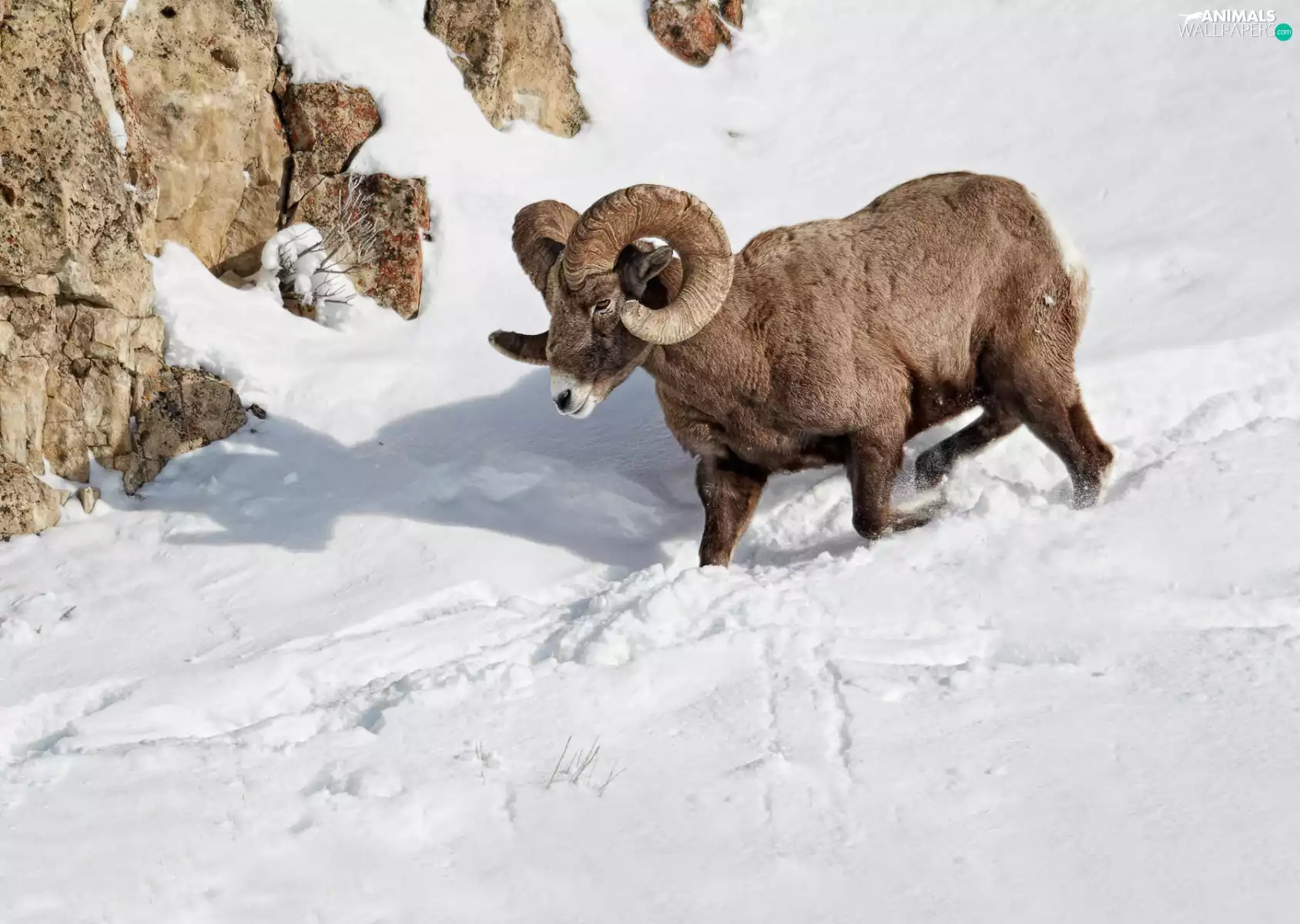 mouflon
