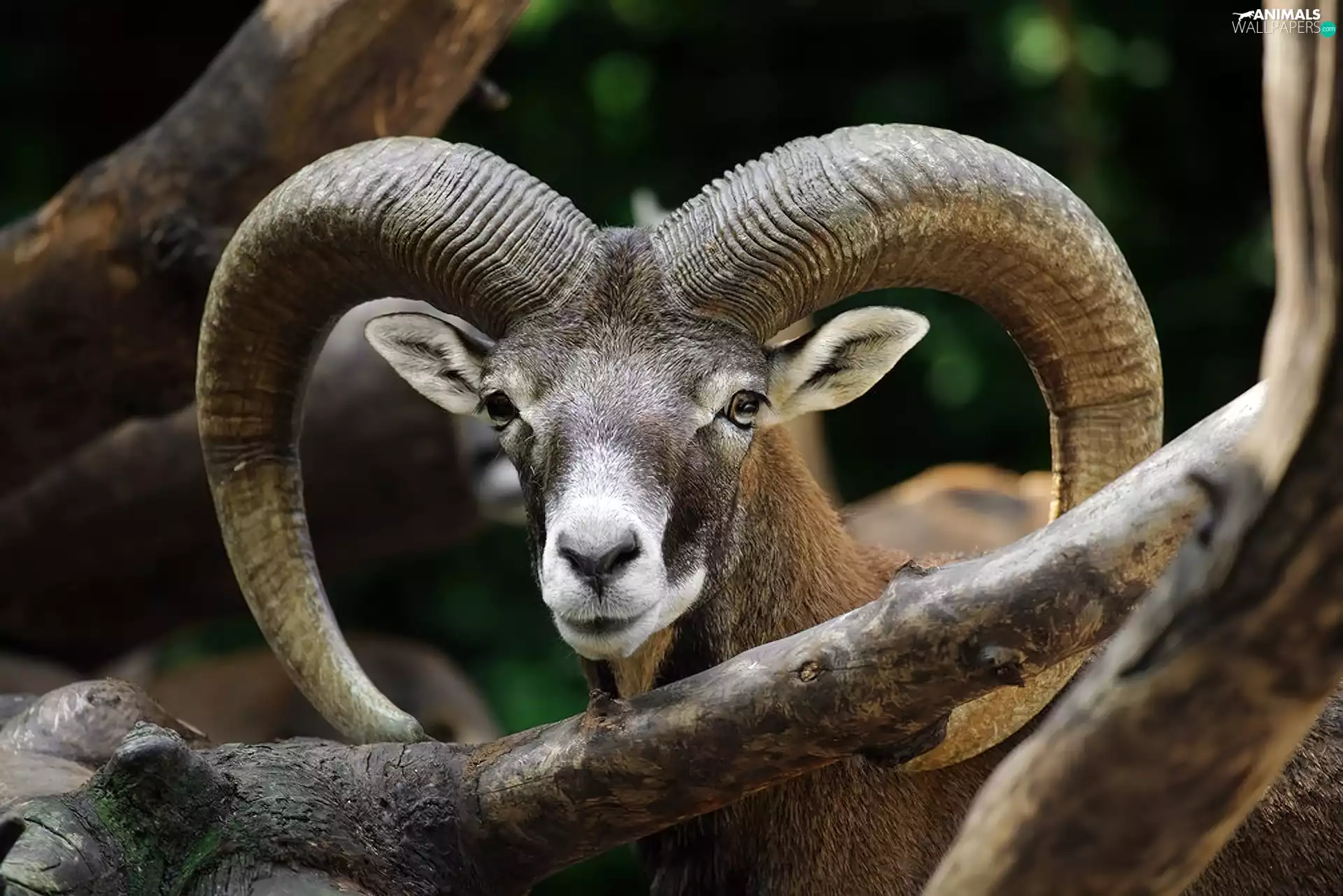 mouflon, horns