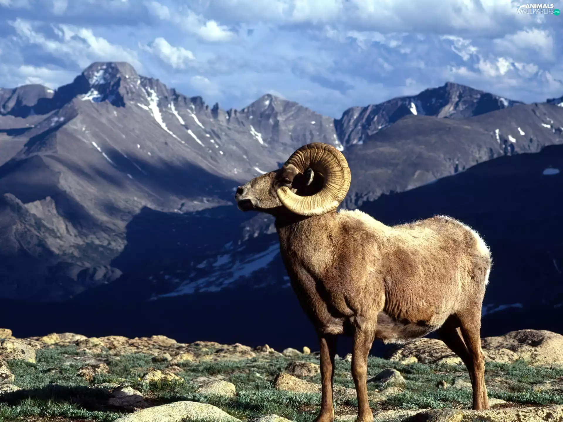 mouflon, Mountains