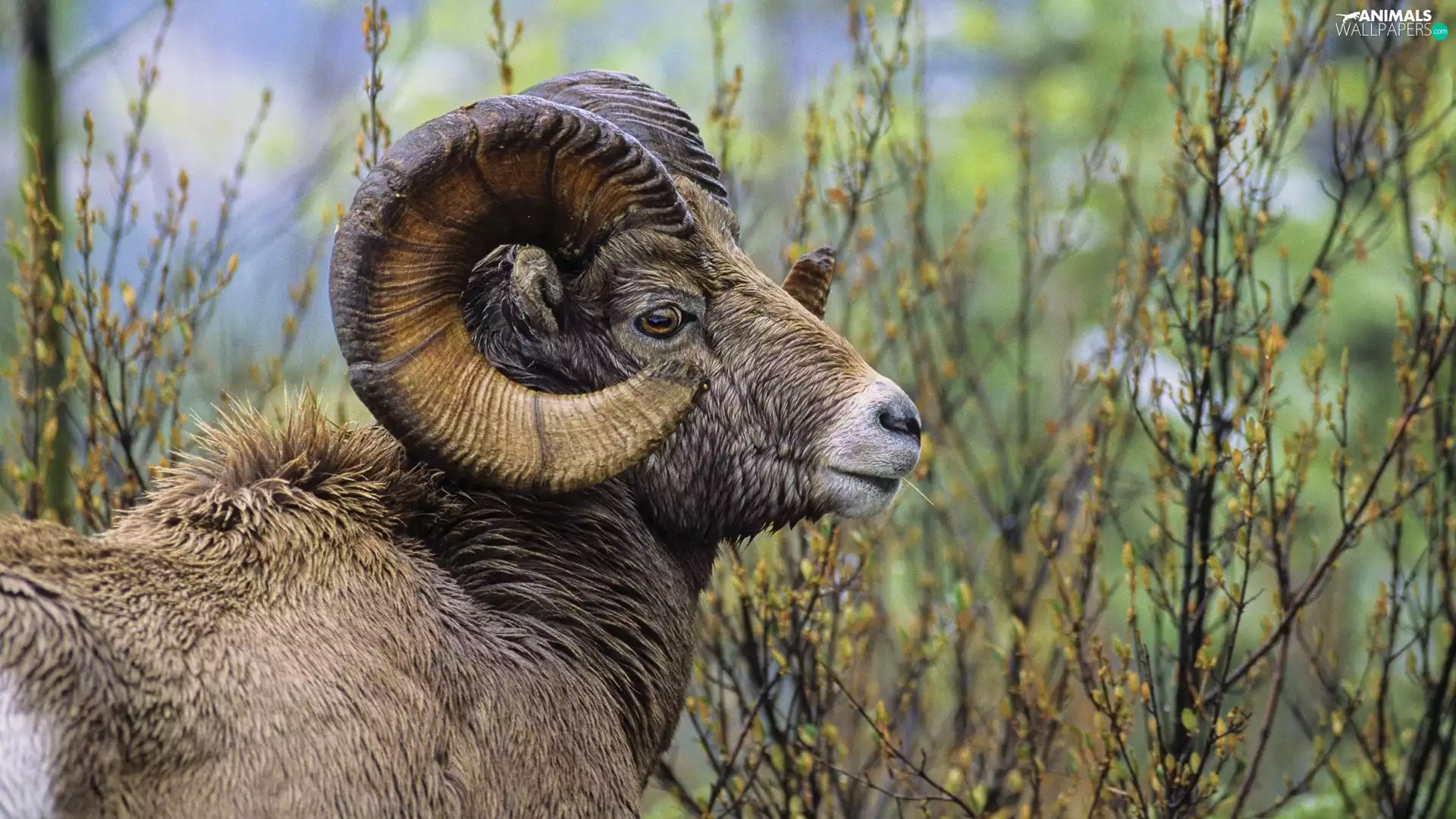 mouflon