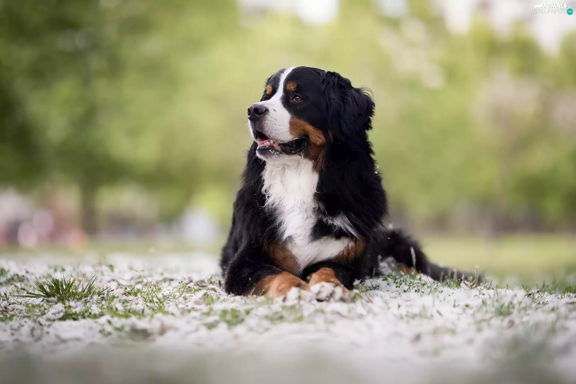 Bernese Mountain Dog, lying, dog