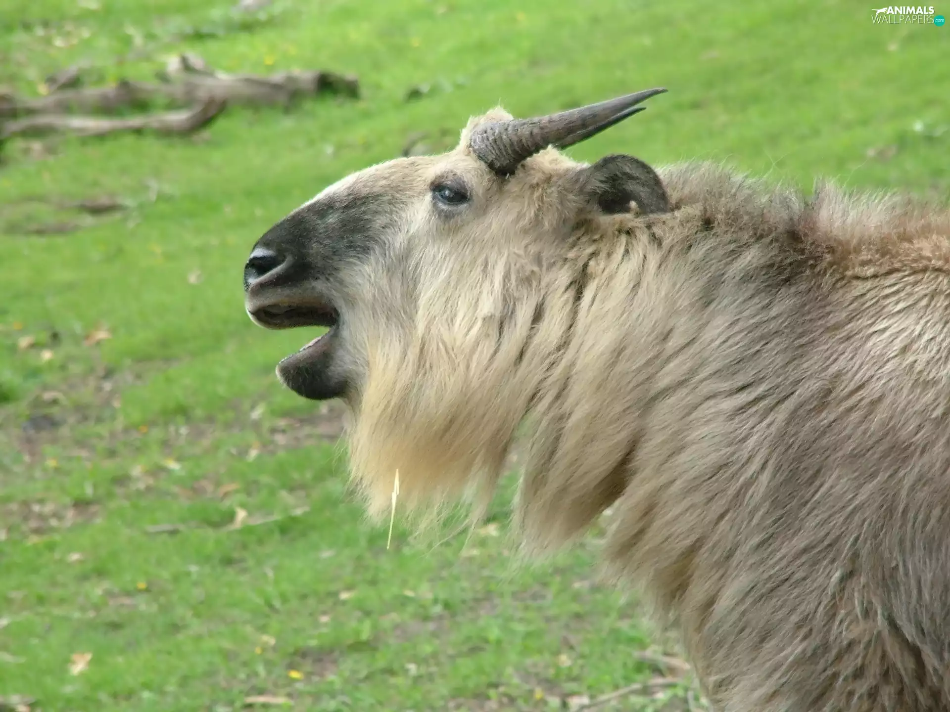 Mountain Goat, horns