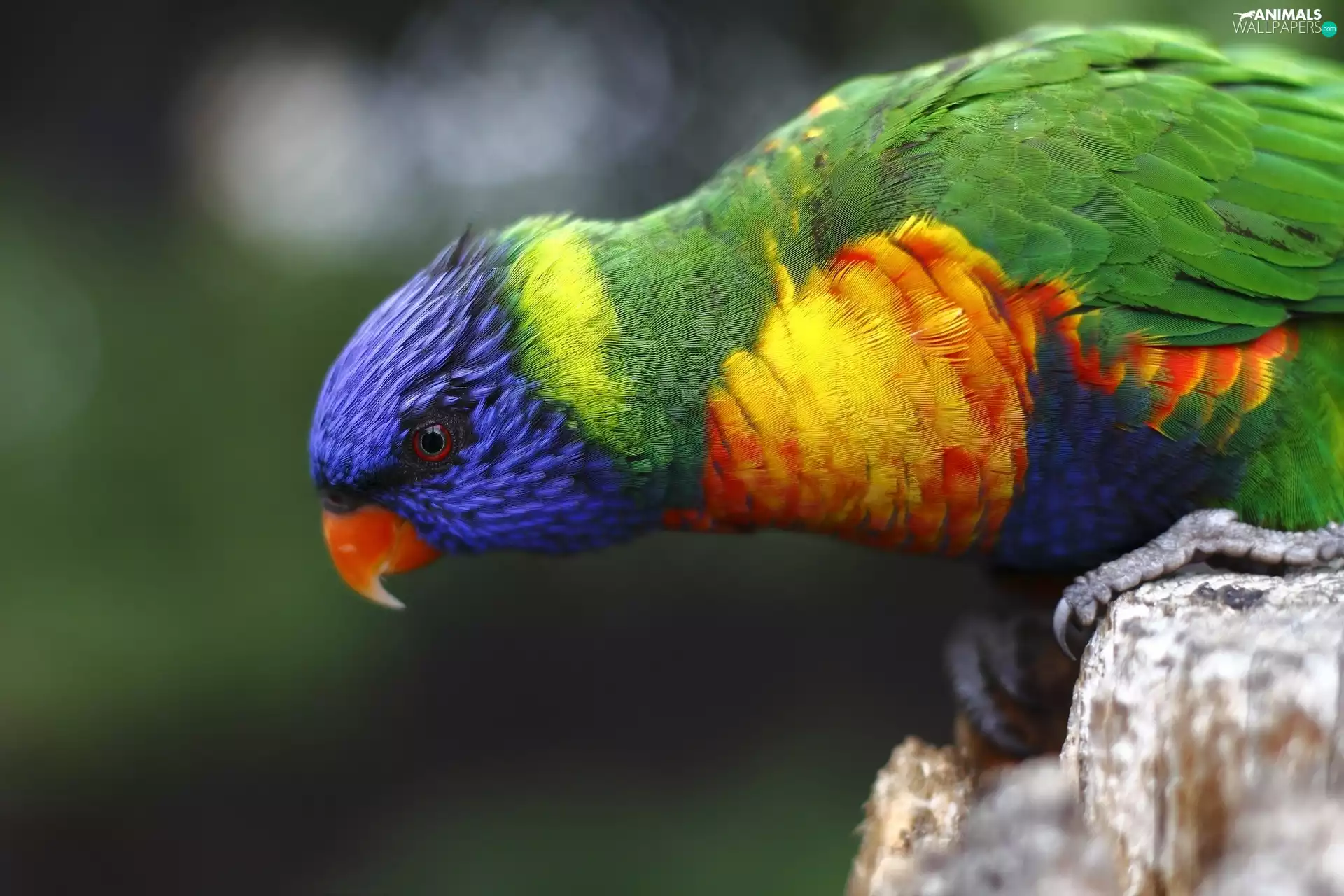 Mountain Rainbow Lorikeet