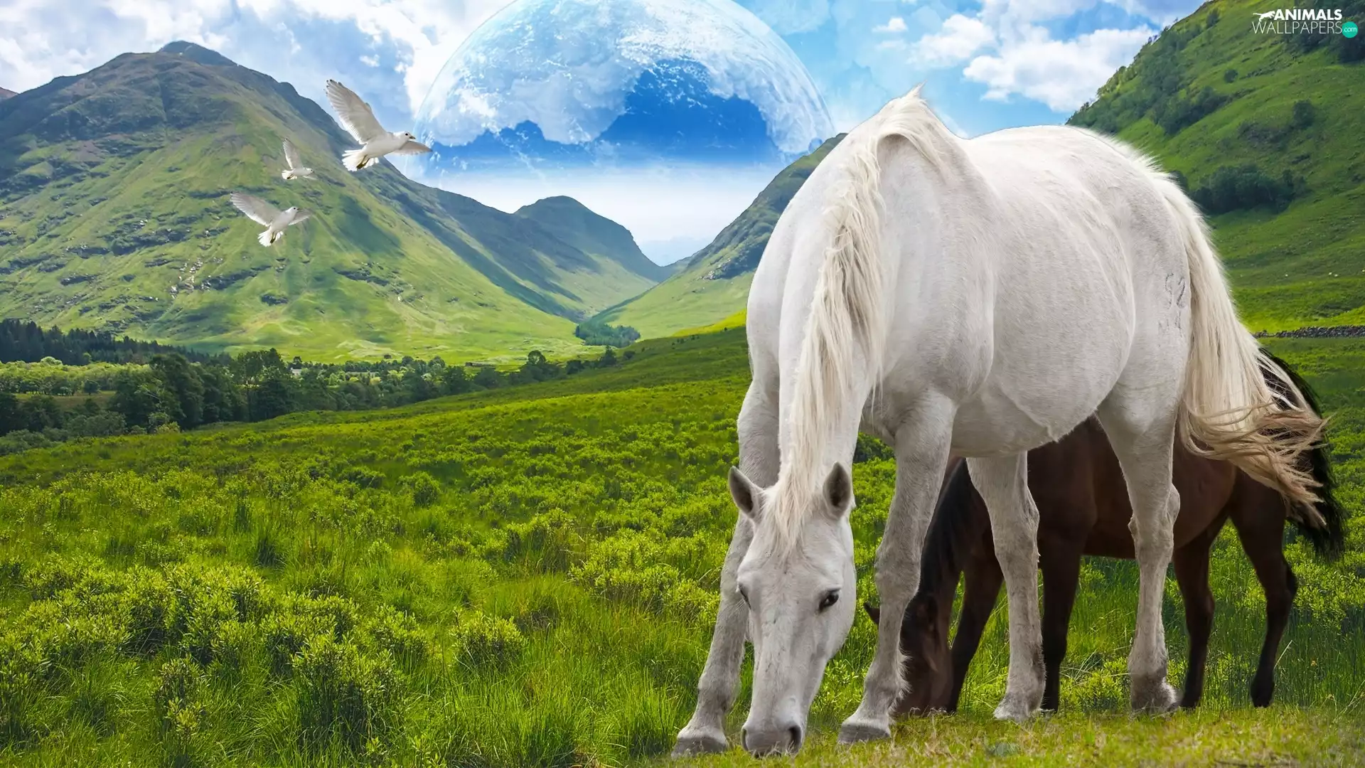 bloodstock, Meadow, birds, Mountains