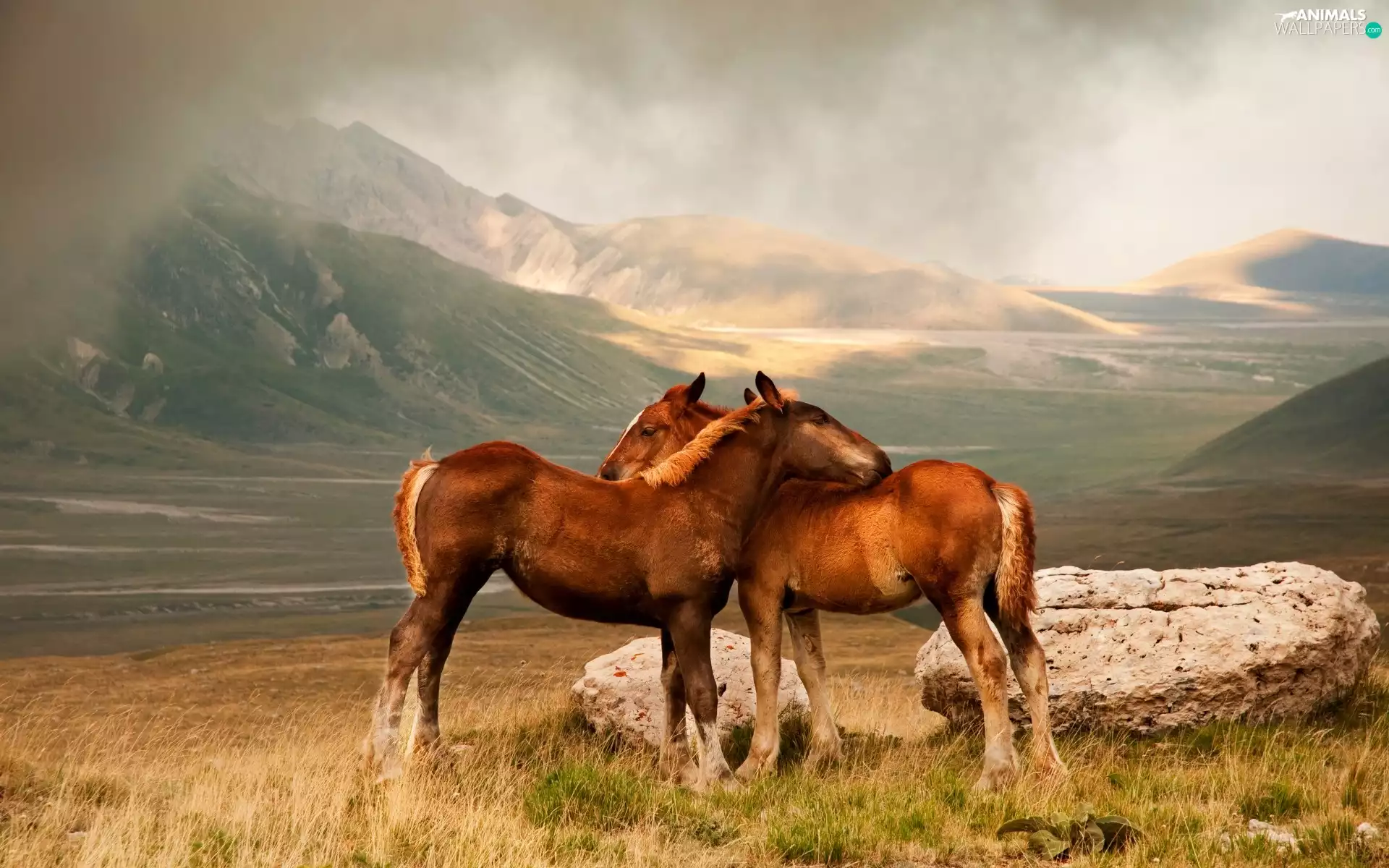 bloodstock, grass, boulders, Mountains