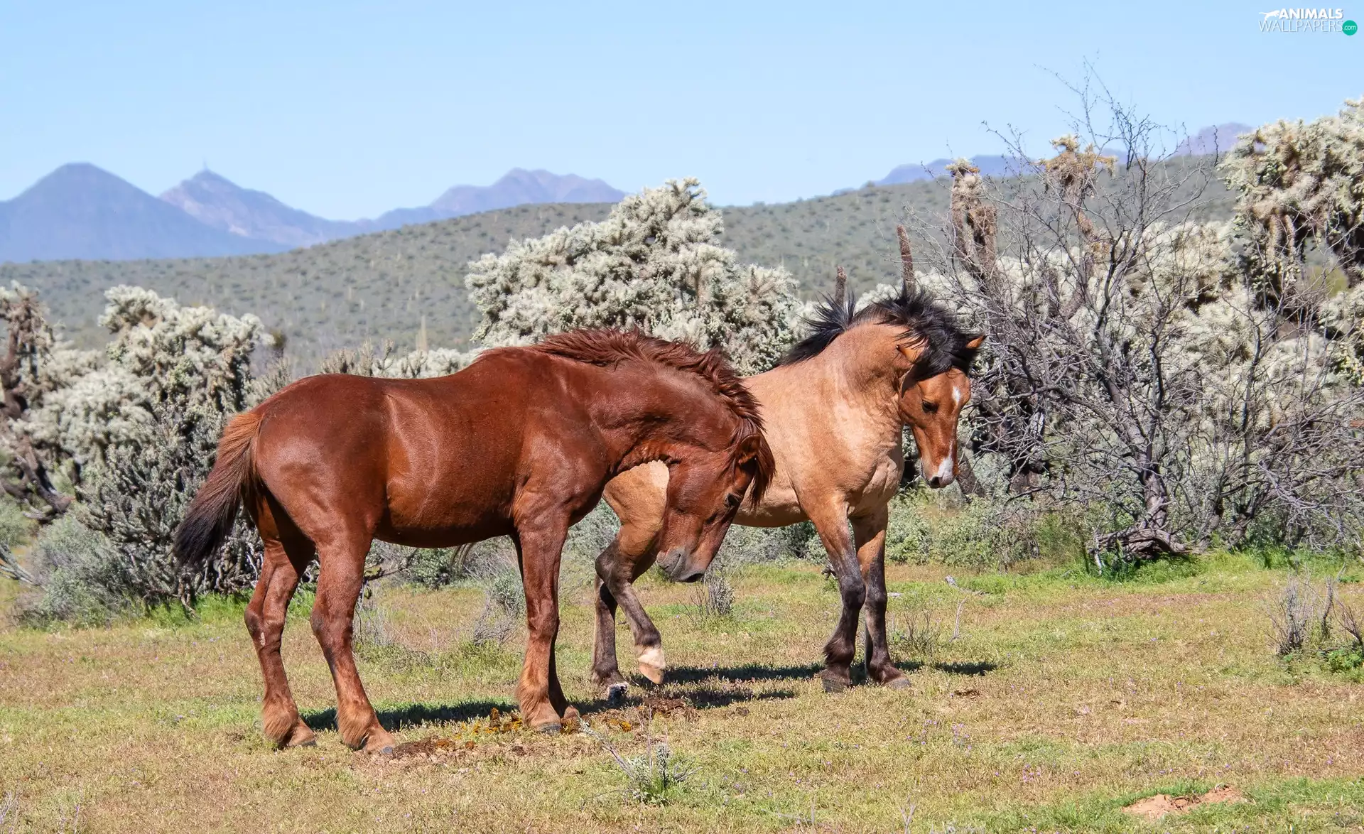 Mountains, bloodstock, Bush