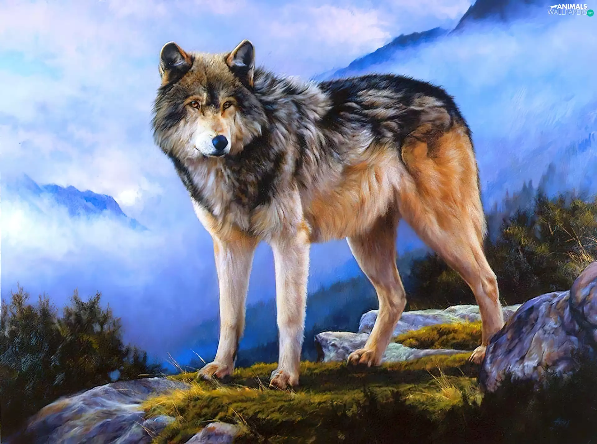 Mountains, Wolf, clouds