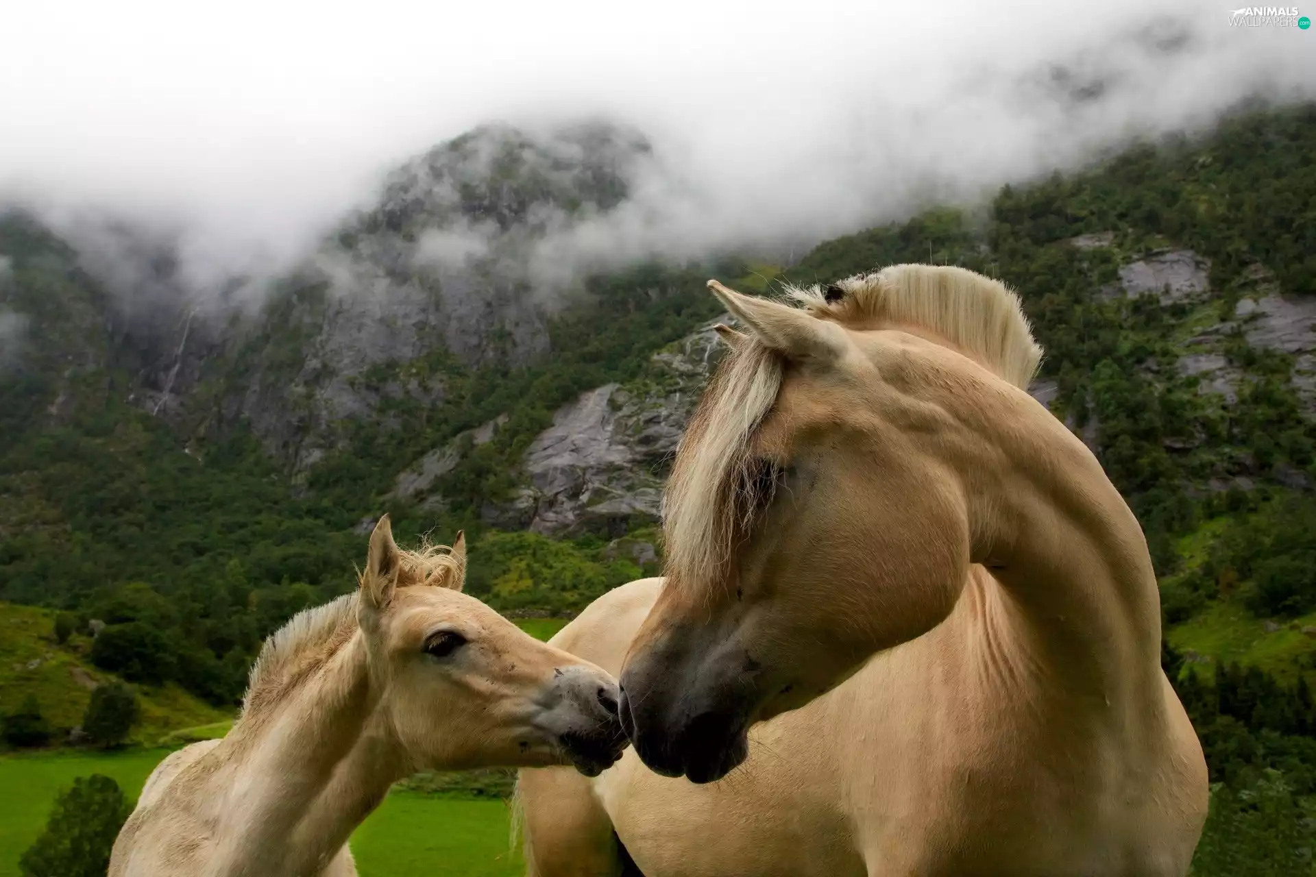 Mountains, Mare, Colt