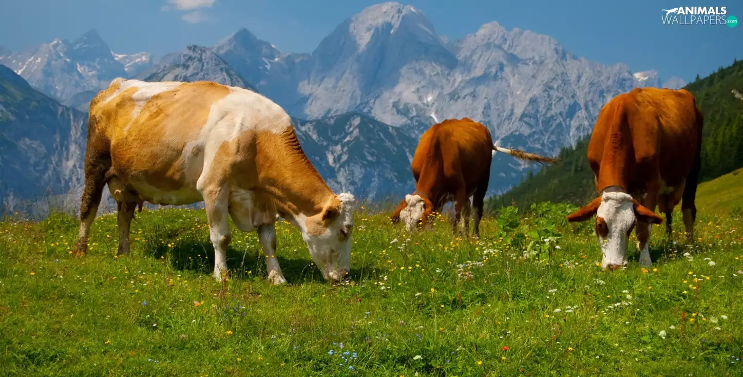 Cows, Alps, grass, Mountains