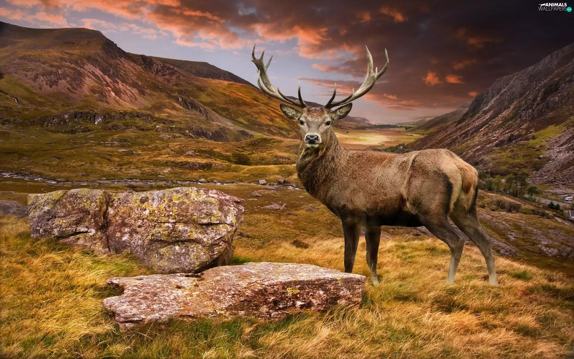 deer, rocks, Stones, Mountains