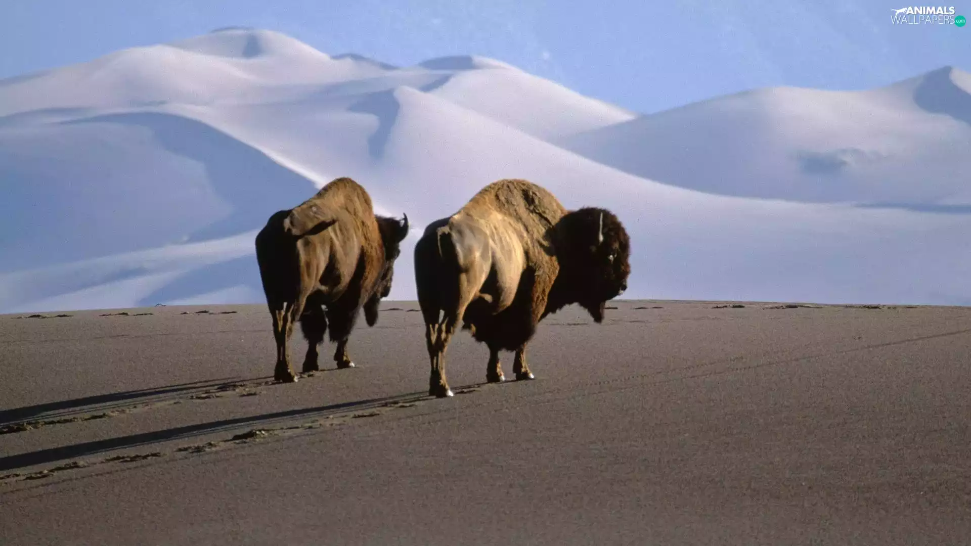 Mountains, bison, Desert