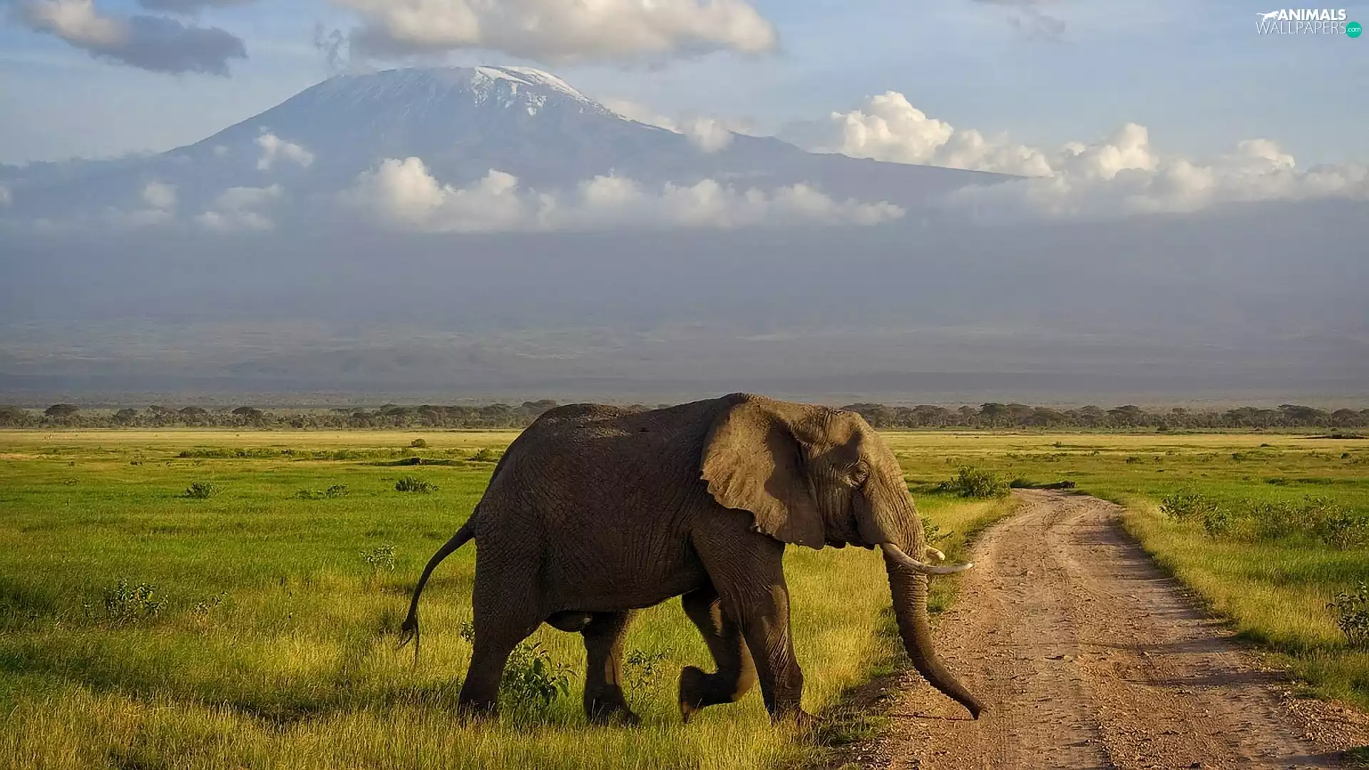 Elephant, Way, grass, Mountains