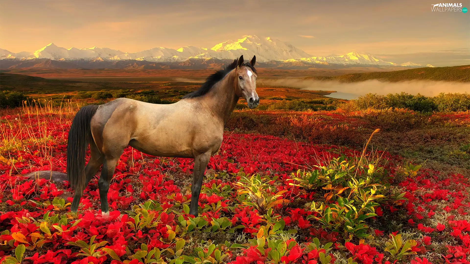 Mountains, Horse, Flowers