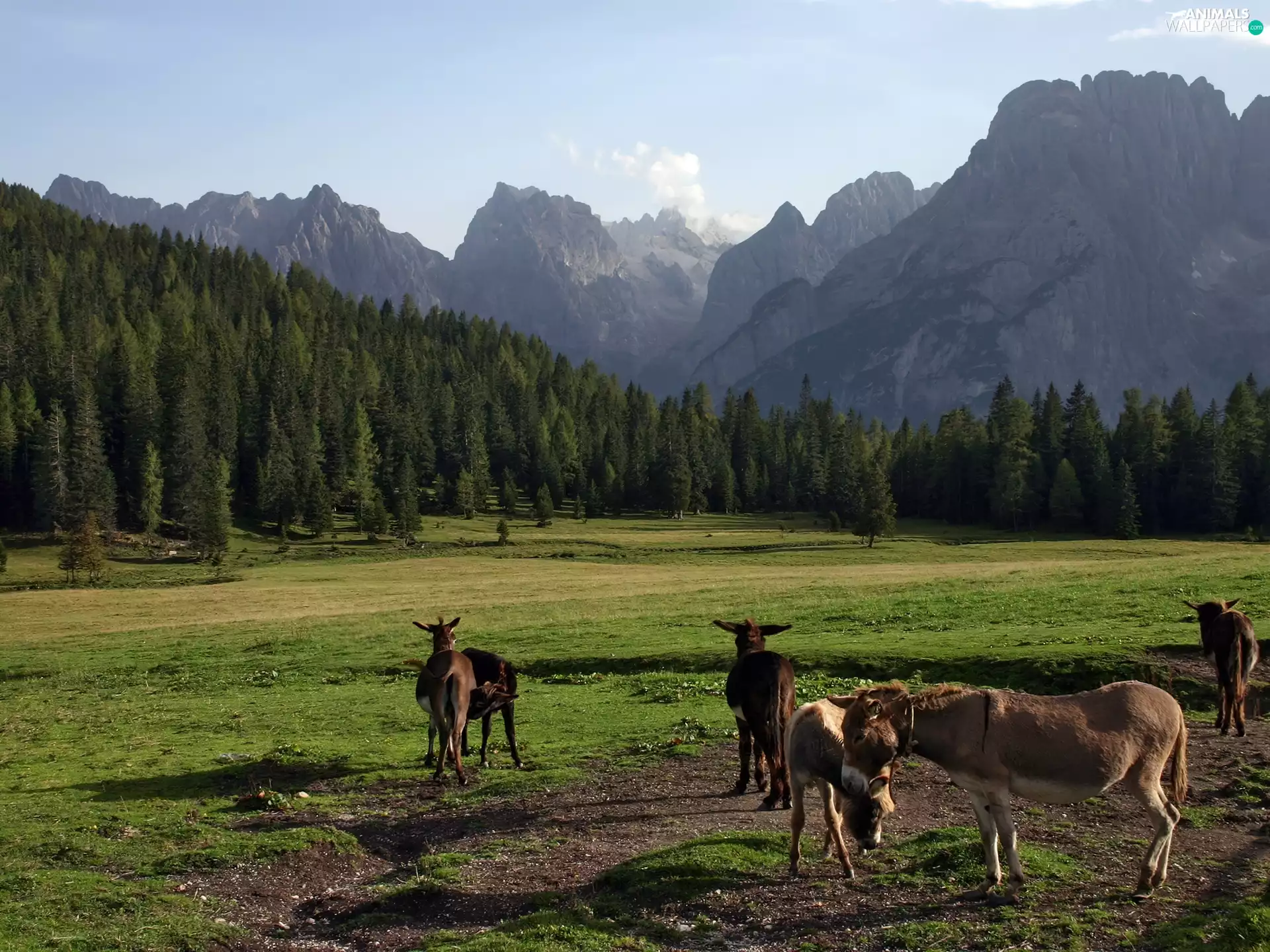 Mountains, donkeys, forest