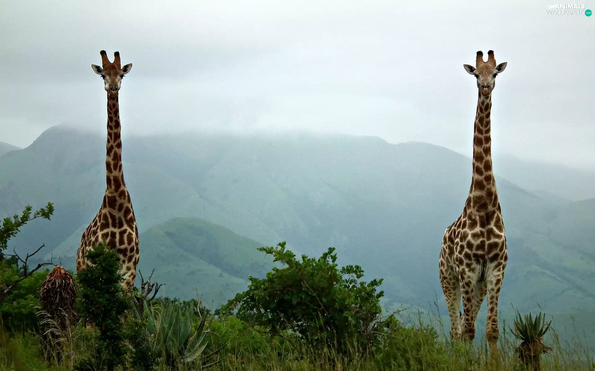 Mountains, Two, giraffe