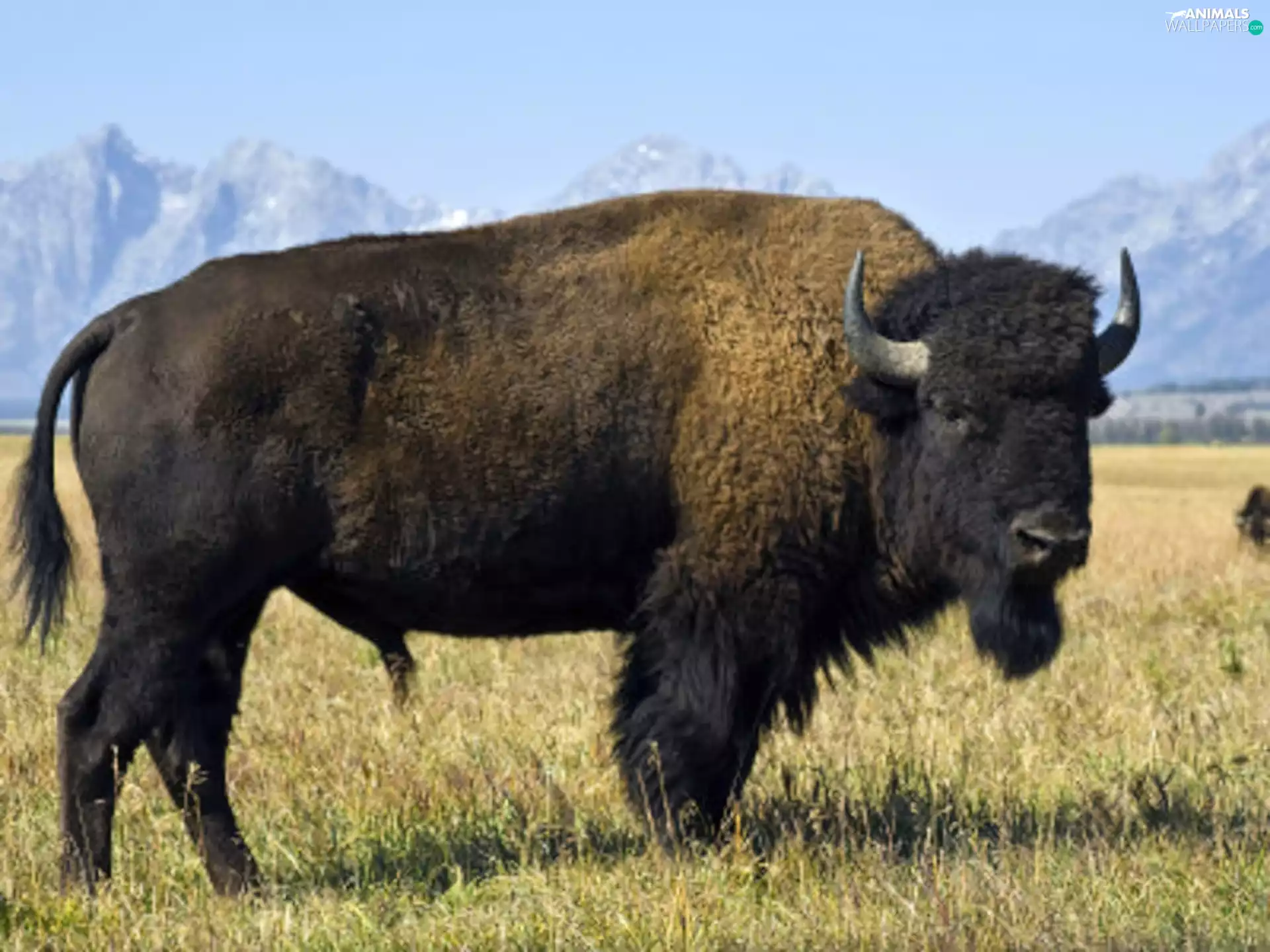 Mountains, Bison, grass