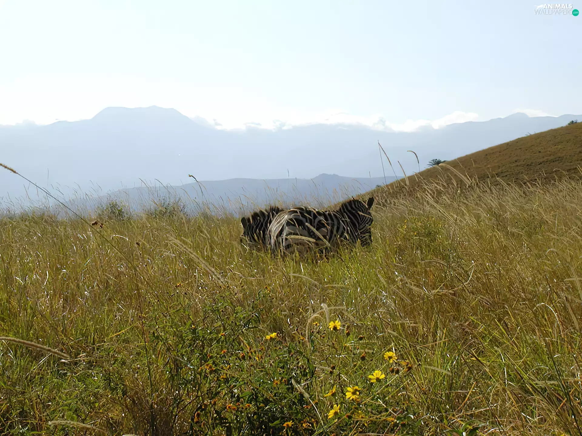 Mountains, Zebra, grass