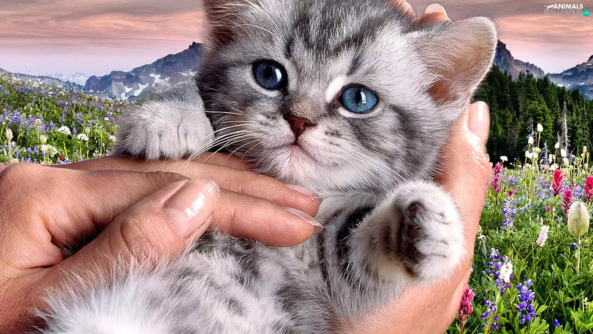 Mountains, cat, hand